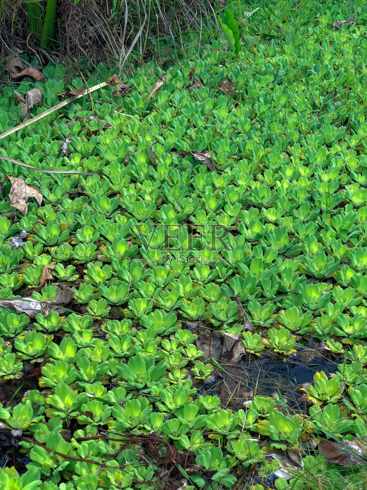 池塘水莴苣照片摄影图片