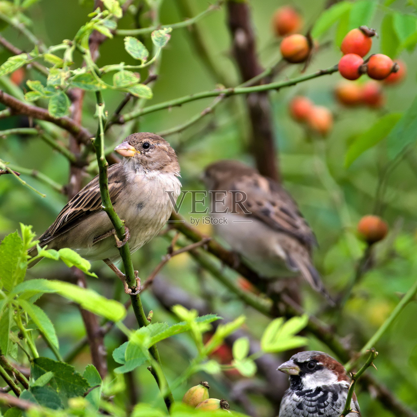 家雀又名家麻雀,栖息在居民区附近的田野上。坐在荆棘树枝上。捷克共和国常见的鸟。夏末。照片摄影图片