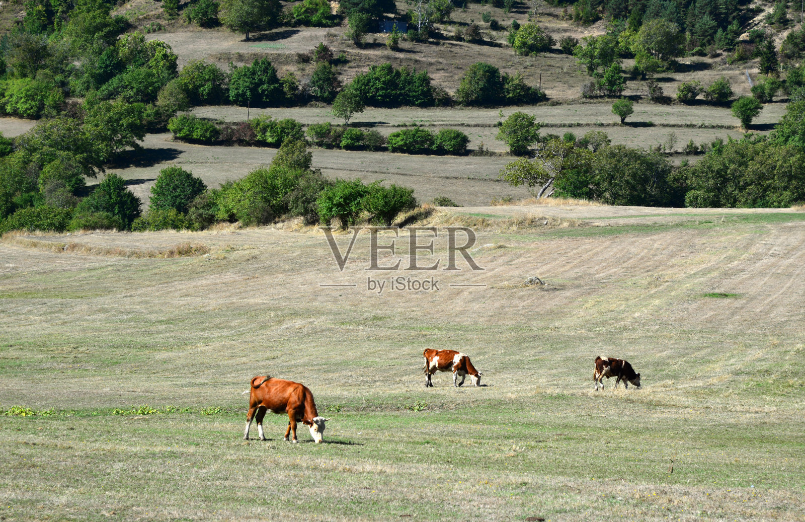 在土耳其阿尔特文Savsat农村地区放牧的动物。照片摄影图片