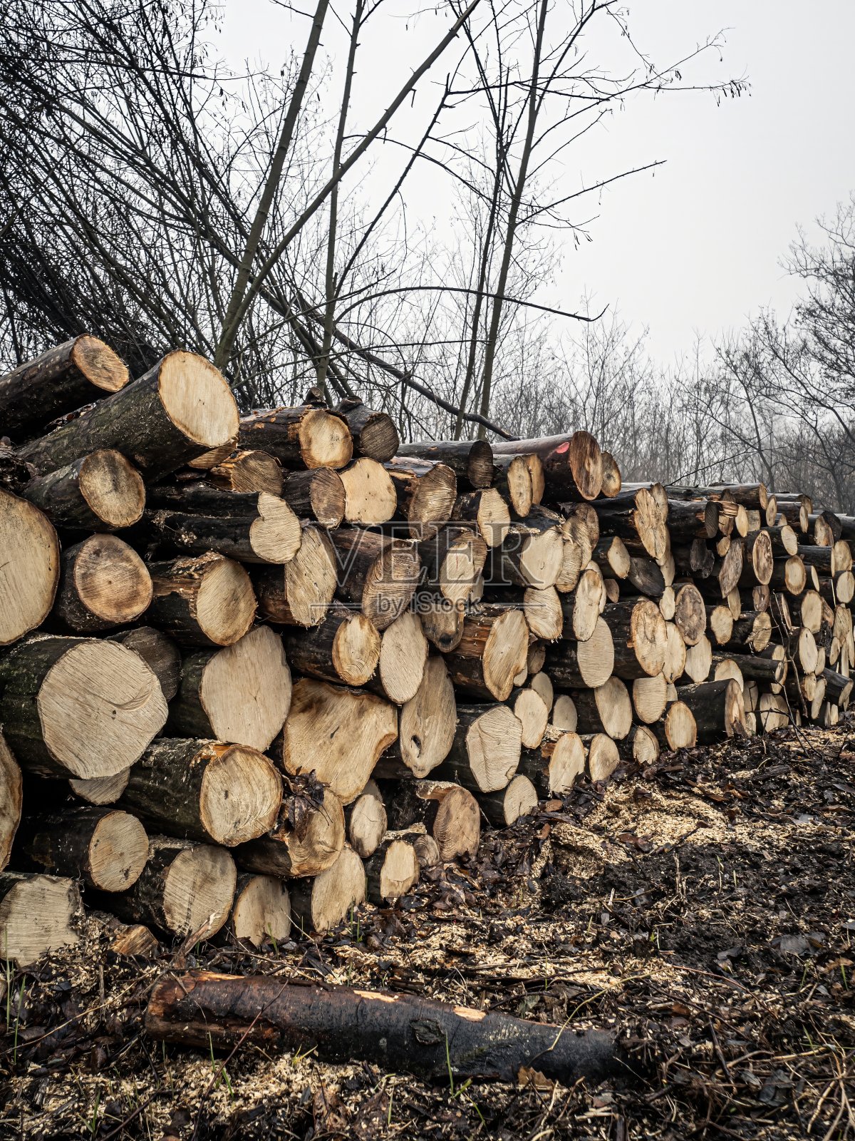 森林里的圆木堆,侧面照片摄影图片