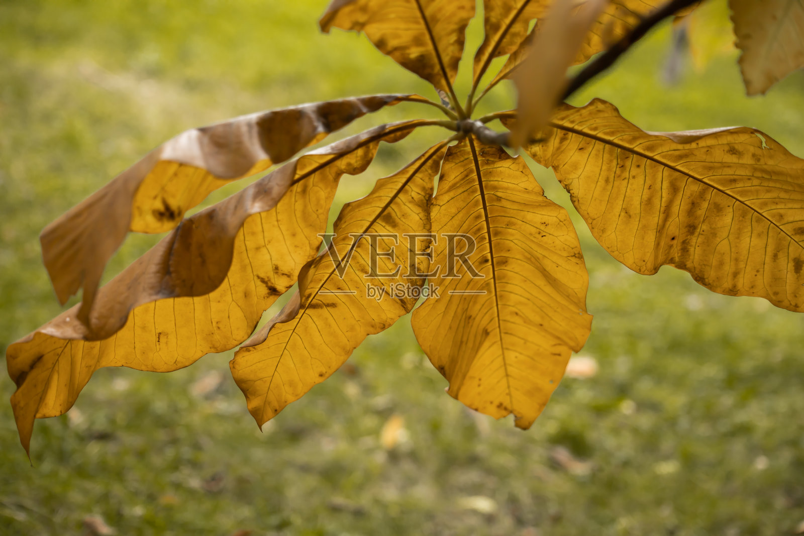 木兰树叶照片摄影图片