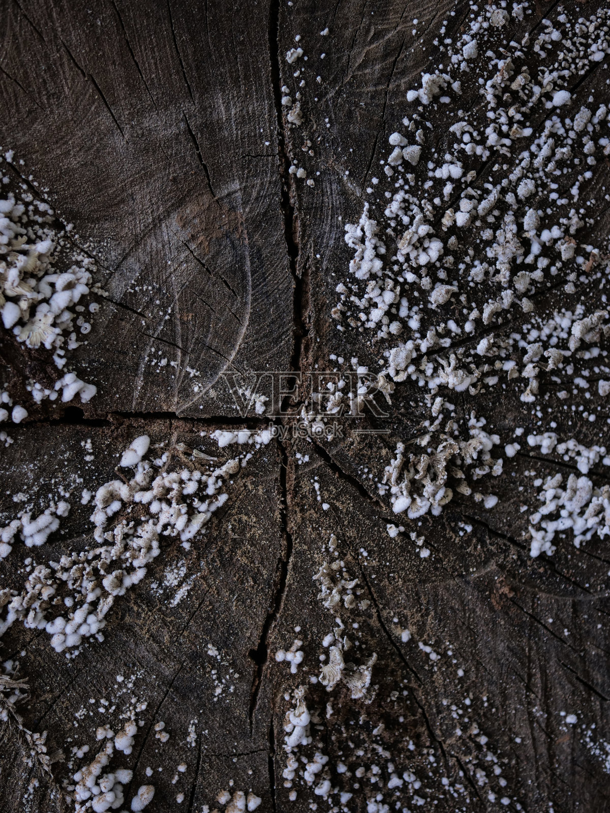 木材真菌照片摄影图片