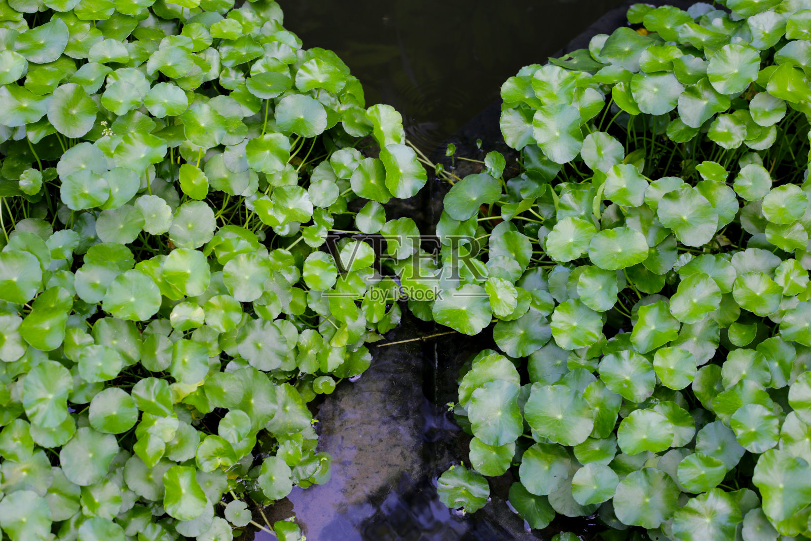 苦草,亚洲苦草,印度苦草。池塘里的水草照片摄影图片