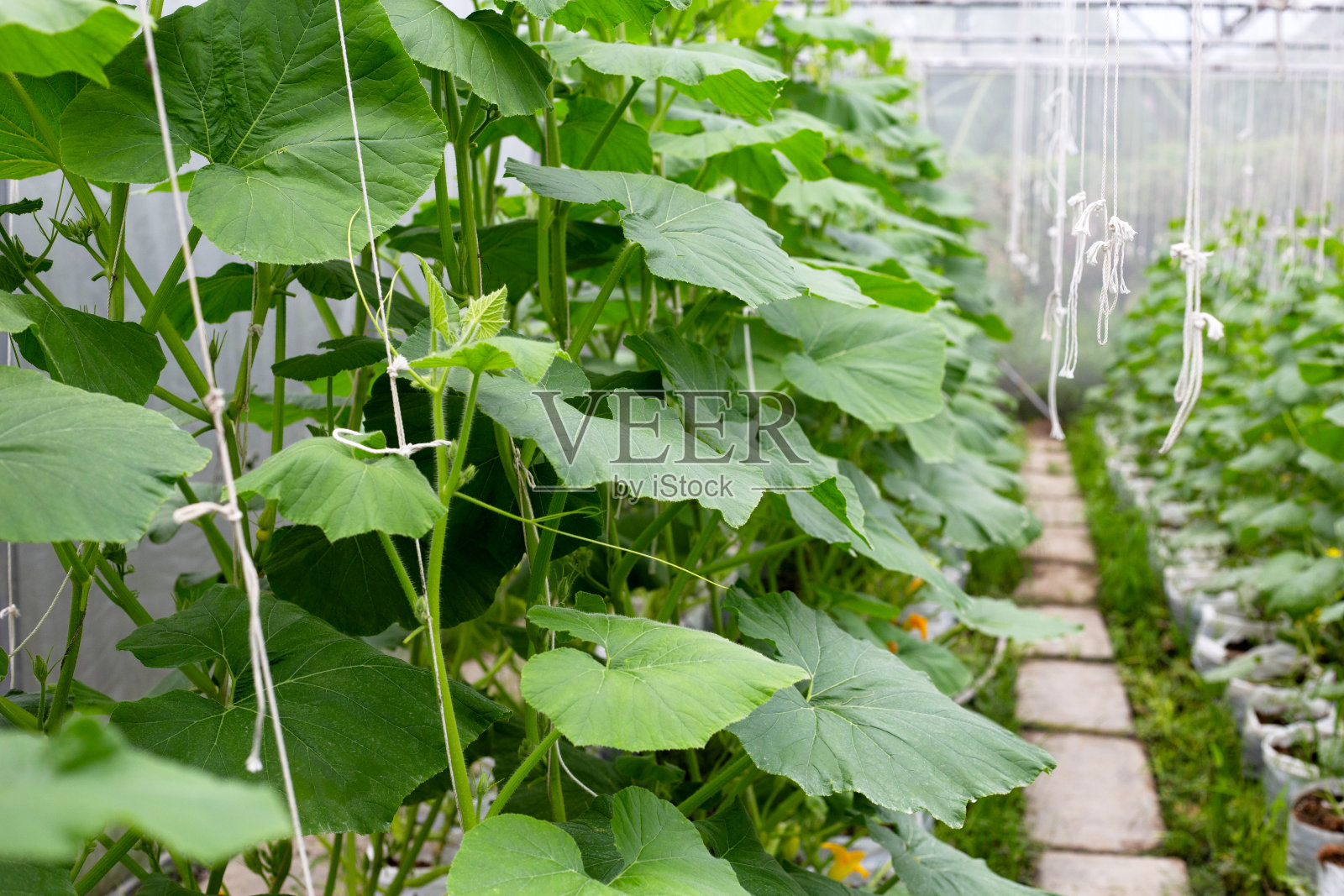 温室里的甜瓜照片摄影图片
