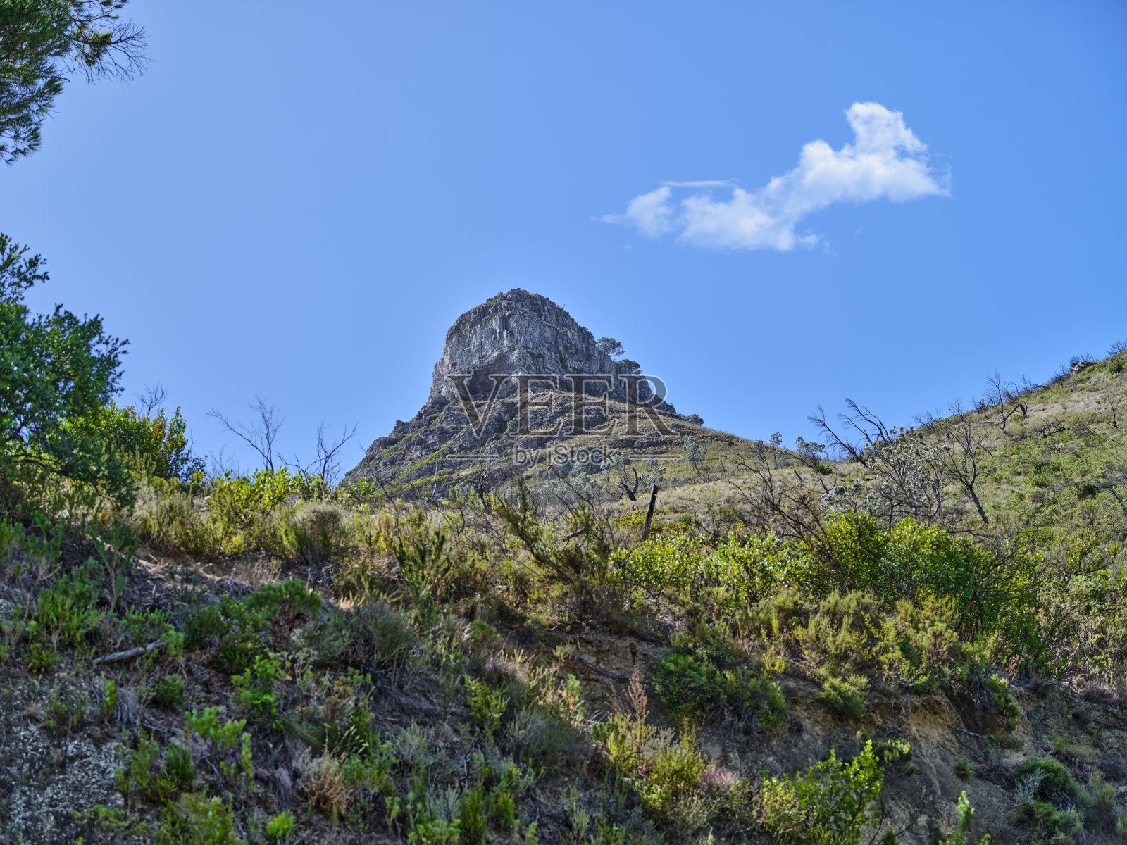 狮子的头照片摄影图片