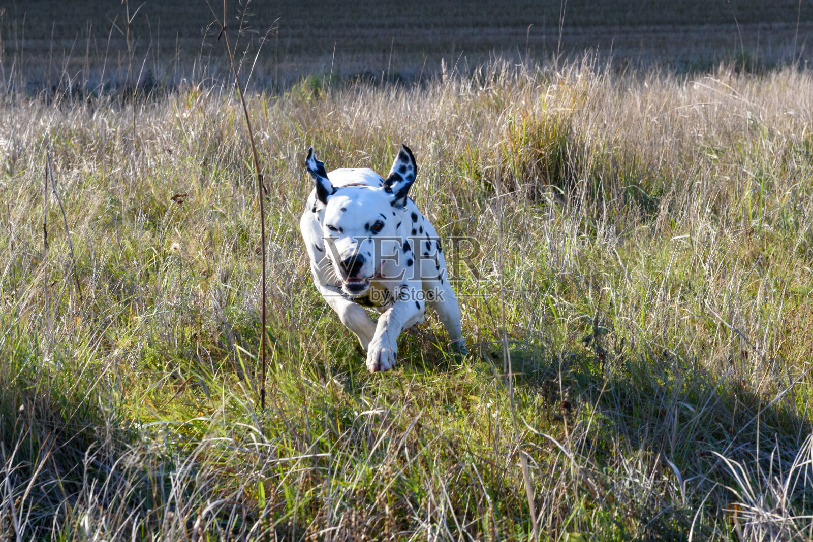 Stelton Lontoonrae照片摄影图片