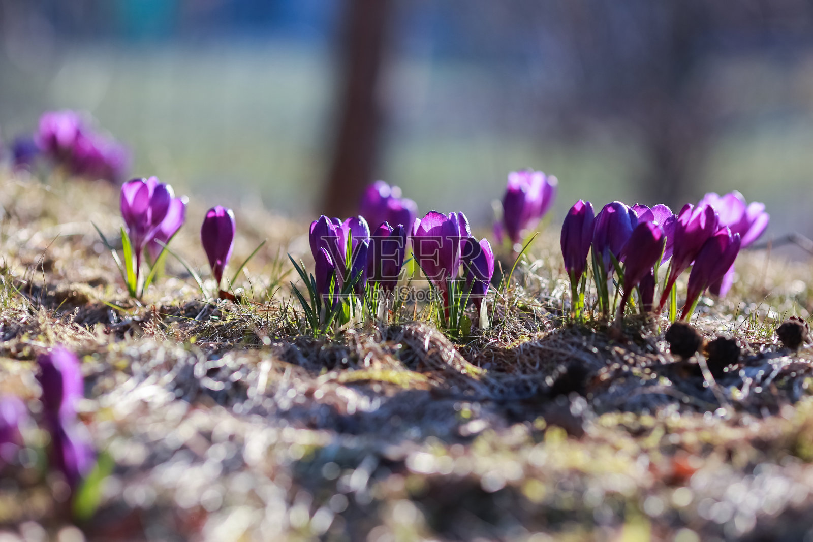 开花的春天植物番红花照片摄影图片