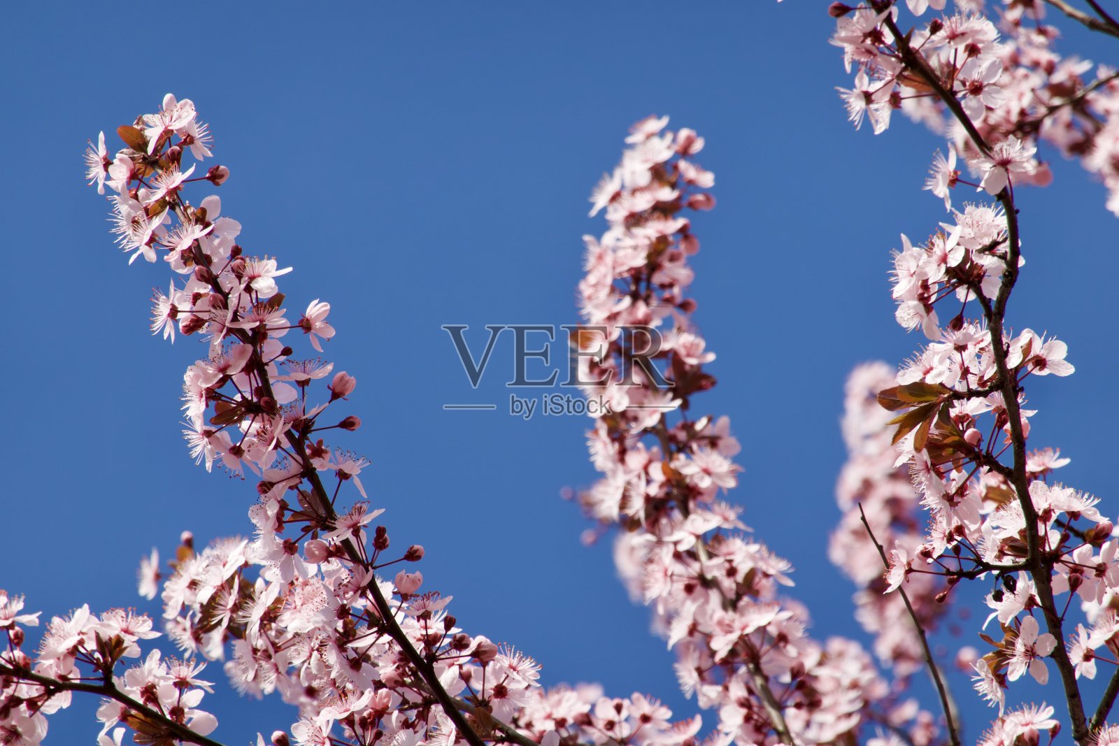 樱花照片摄影图片