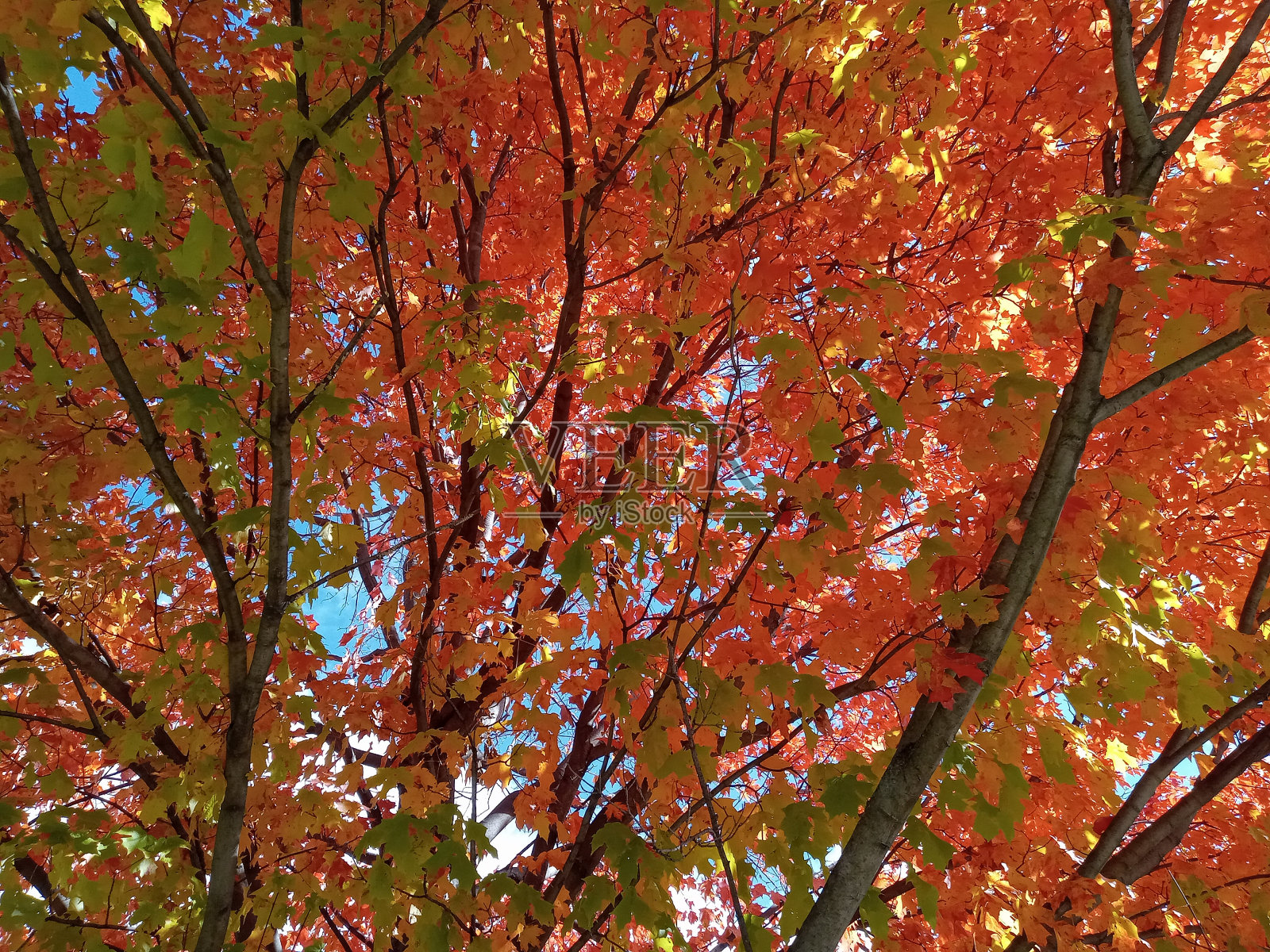 红色的树照片摄影图片