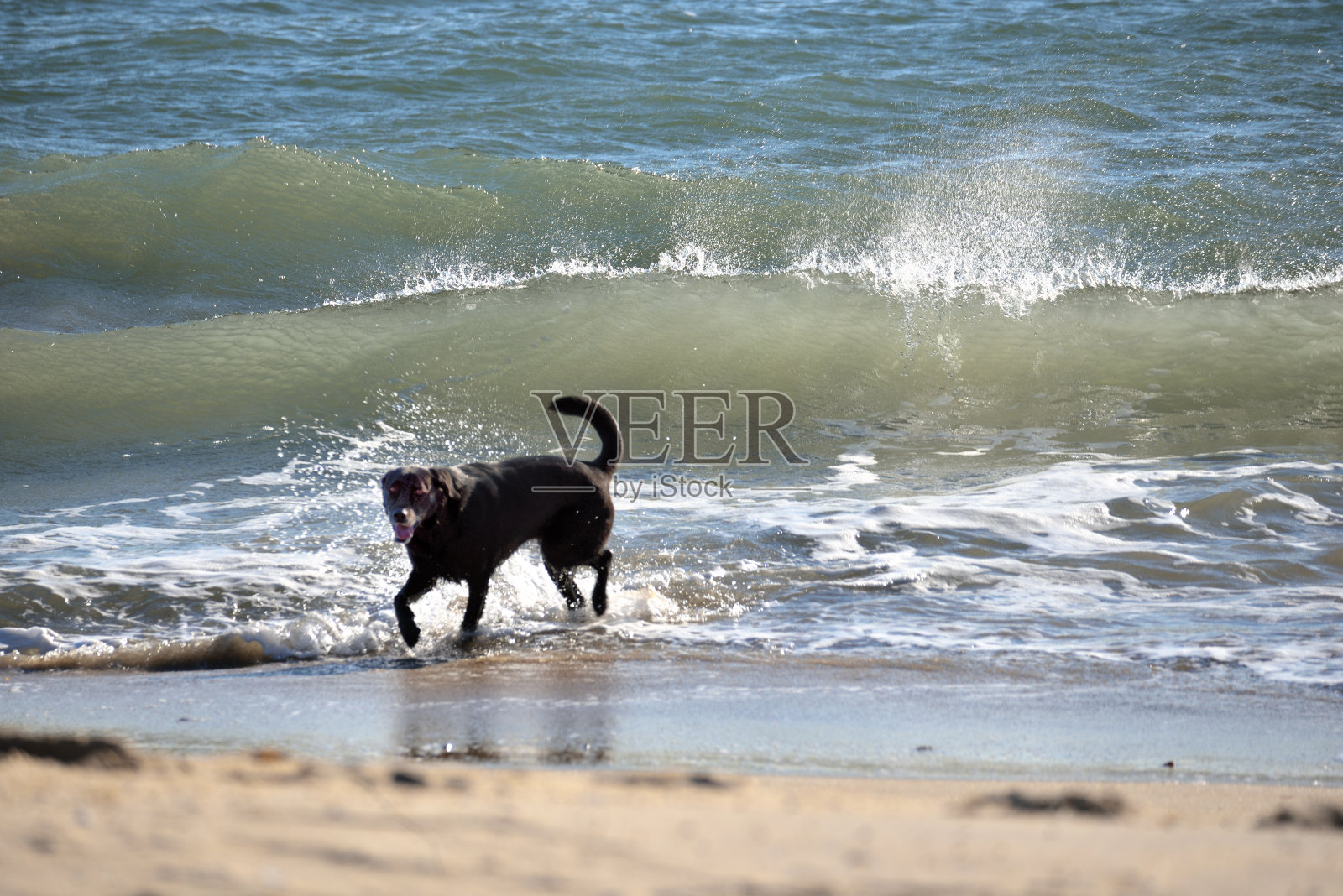 海滩上的黑狗- 3照片摄影图片