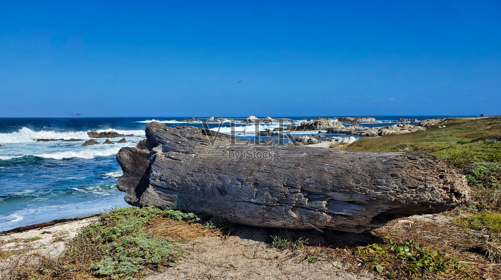 高高的加利福尼亚海滩上的大浮木原木。照片摄影图片