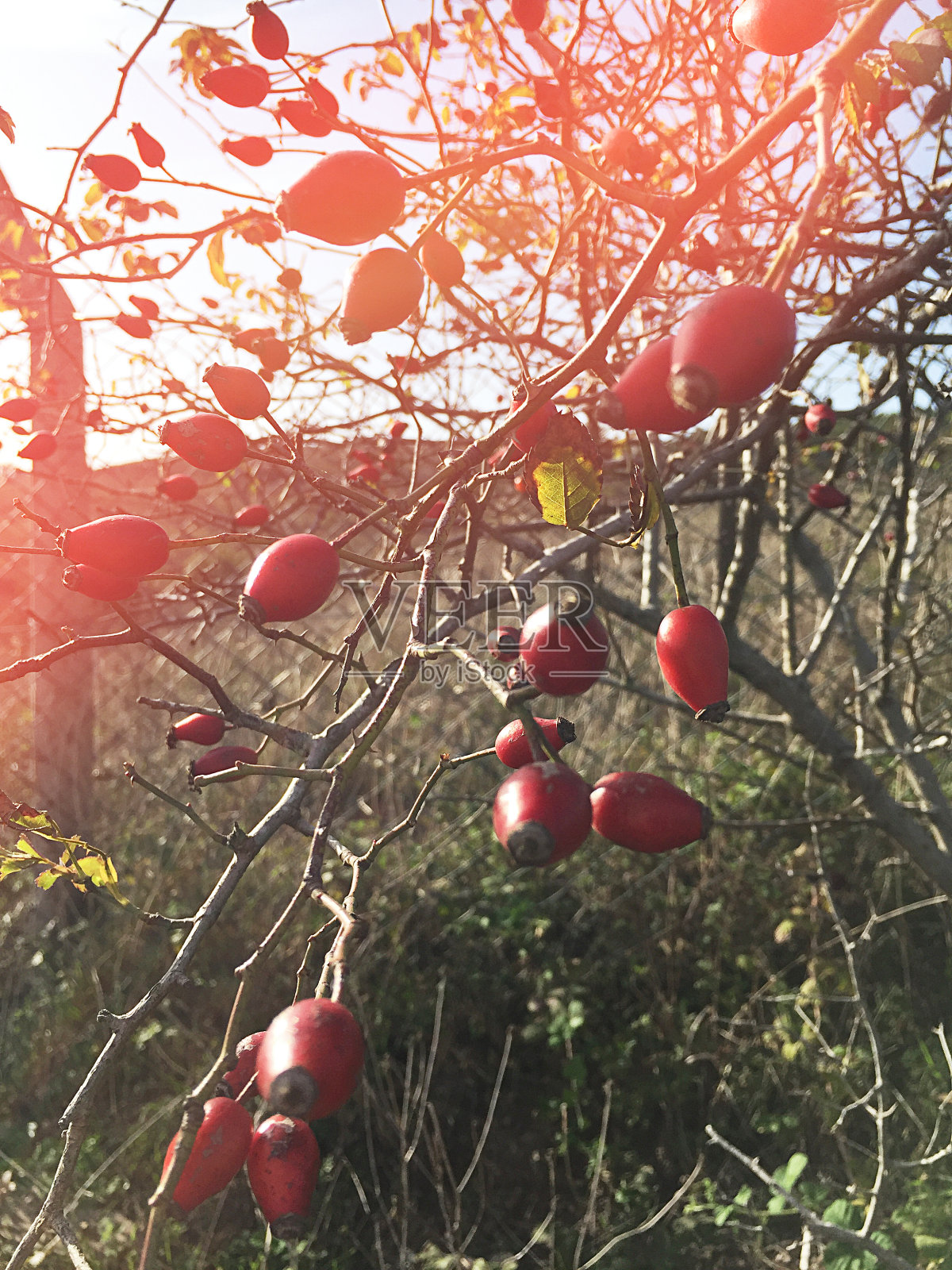 玫瑰果树。玫瑰在树枝上结满果实照片摄影图片