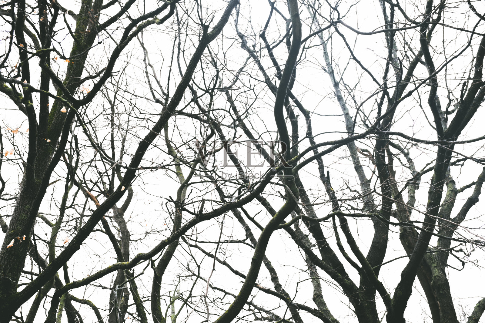 枯树的细枝,低角度看。照片摄影图片