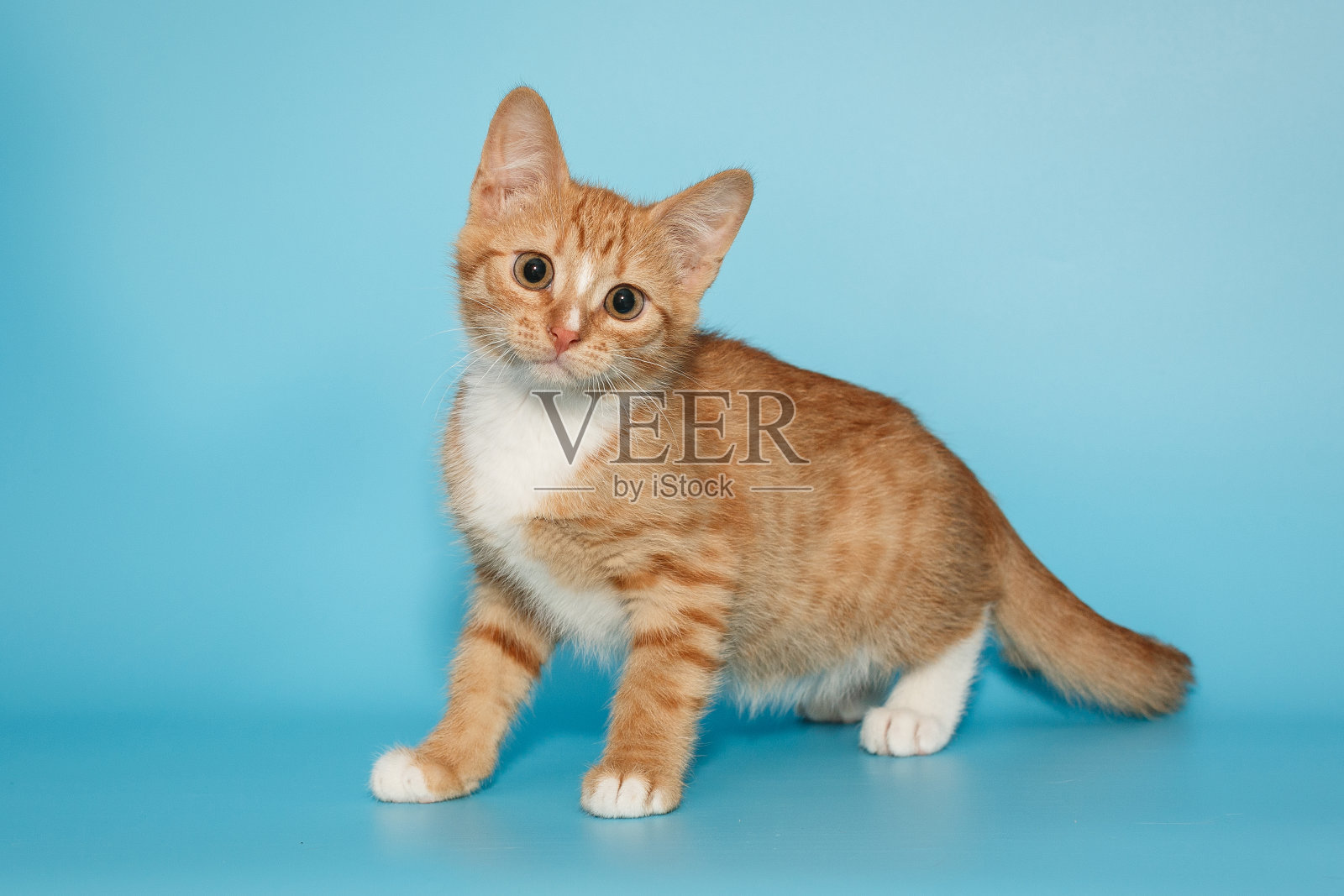 小而好奇的红色小猫,侧视图照片摄影图片