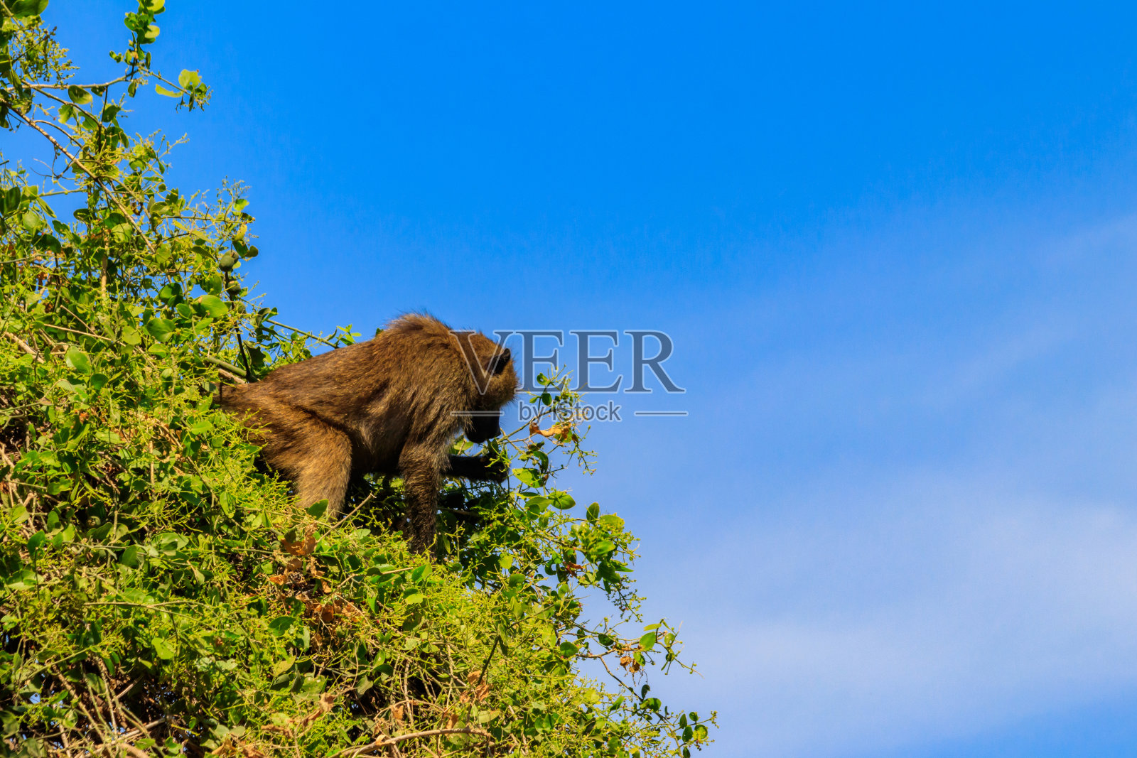 橄榄树狒狒(Papio anubis),也叫阿努比斯狒狒,在坦桑尼亚曼雅拉湖国家公园的一棵树上照片摄影图片