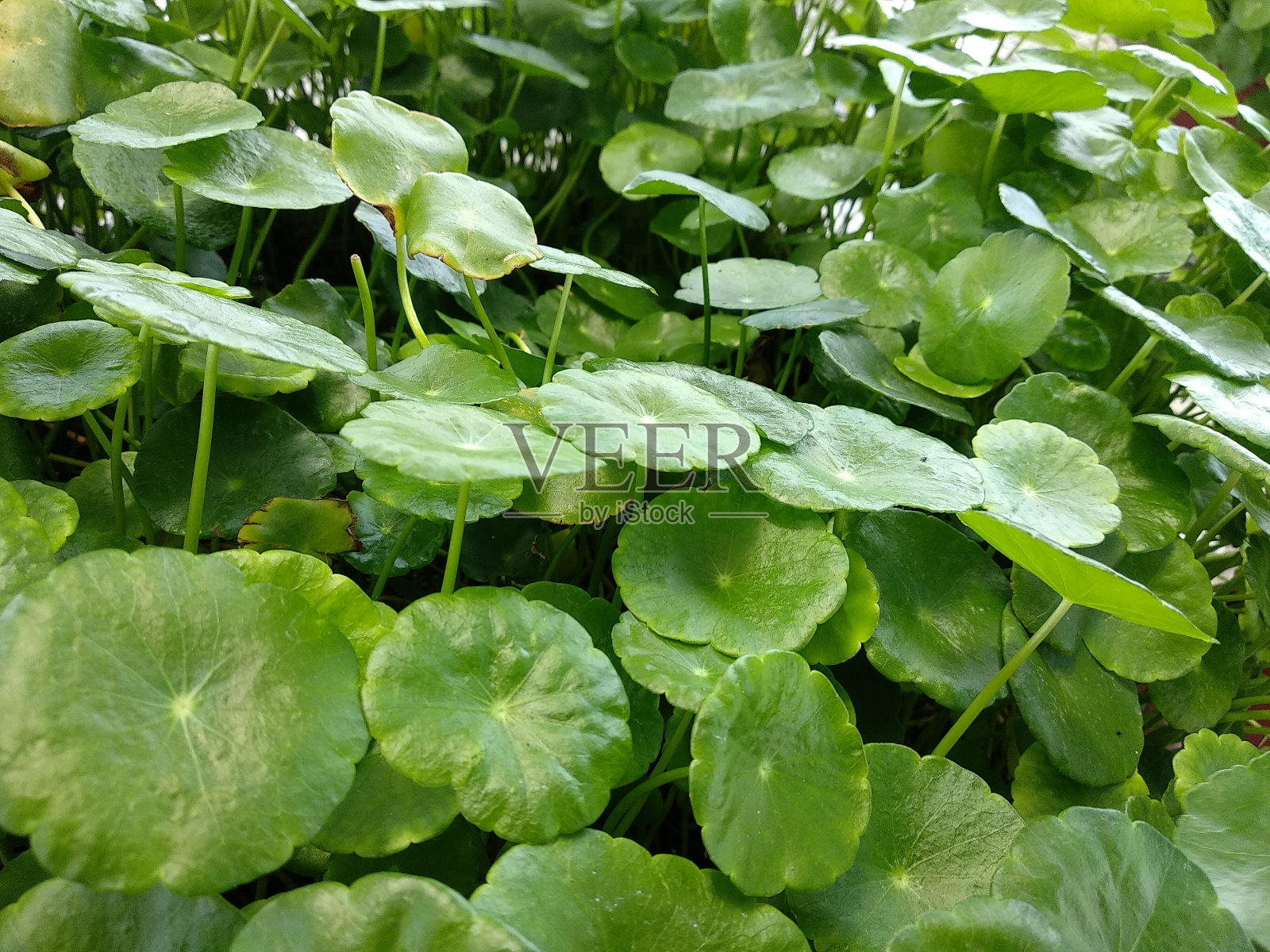 水子叶植物照片摄影图片
