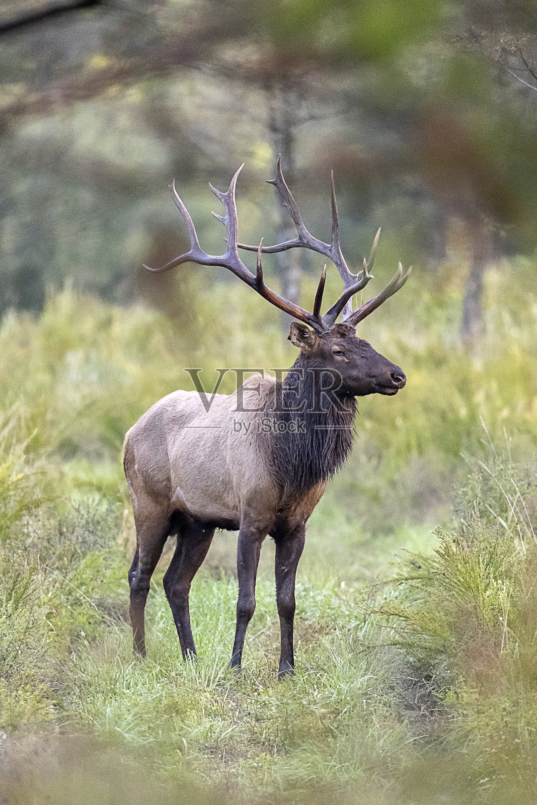 公麋鹿照片摄影图片