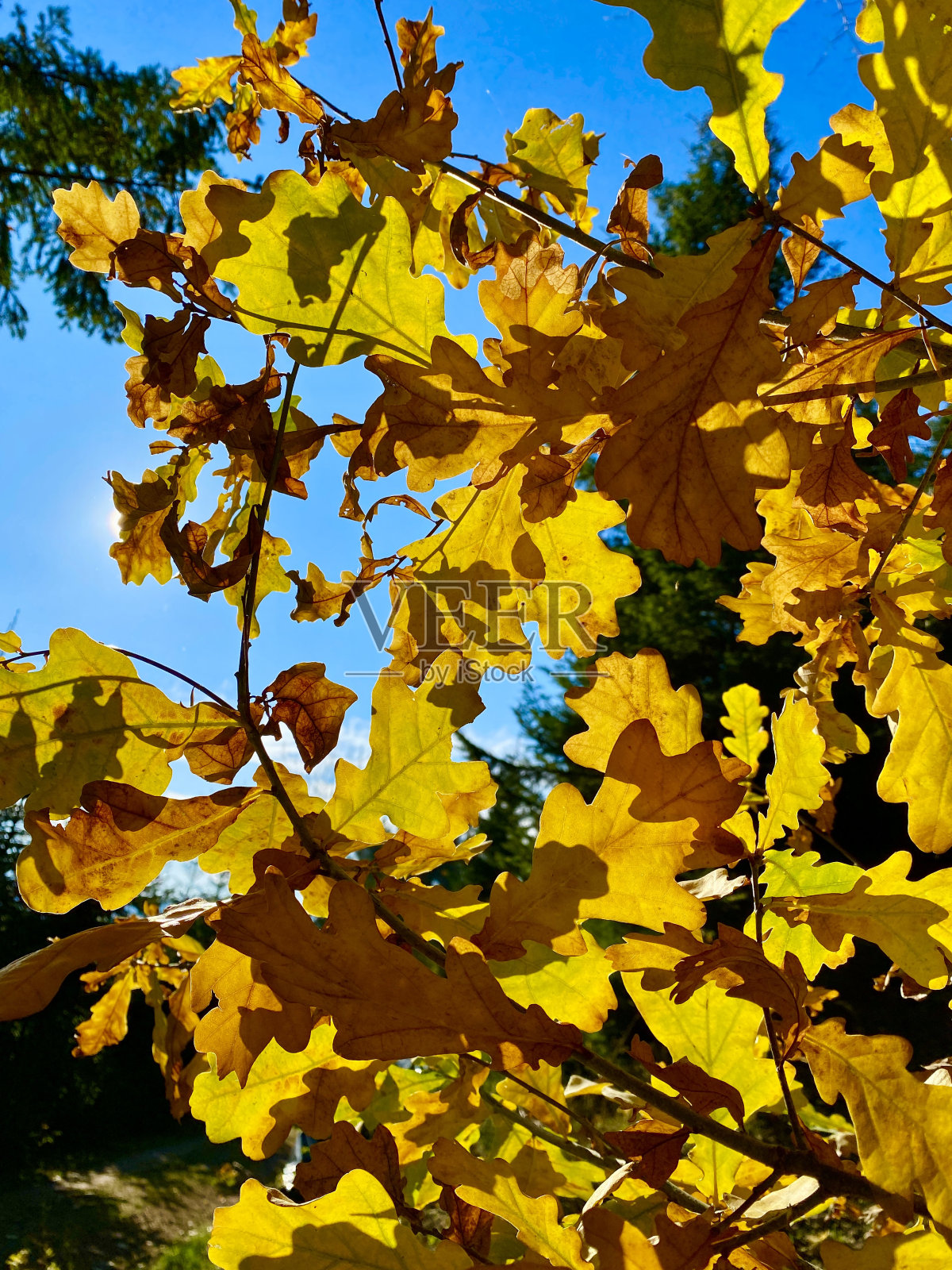 秋天的落叶照片摄影图片