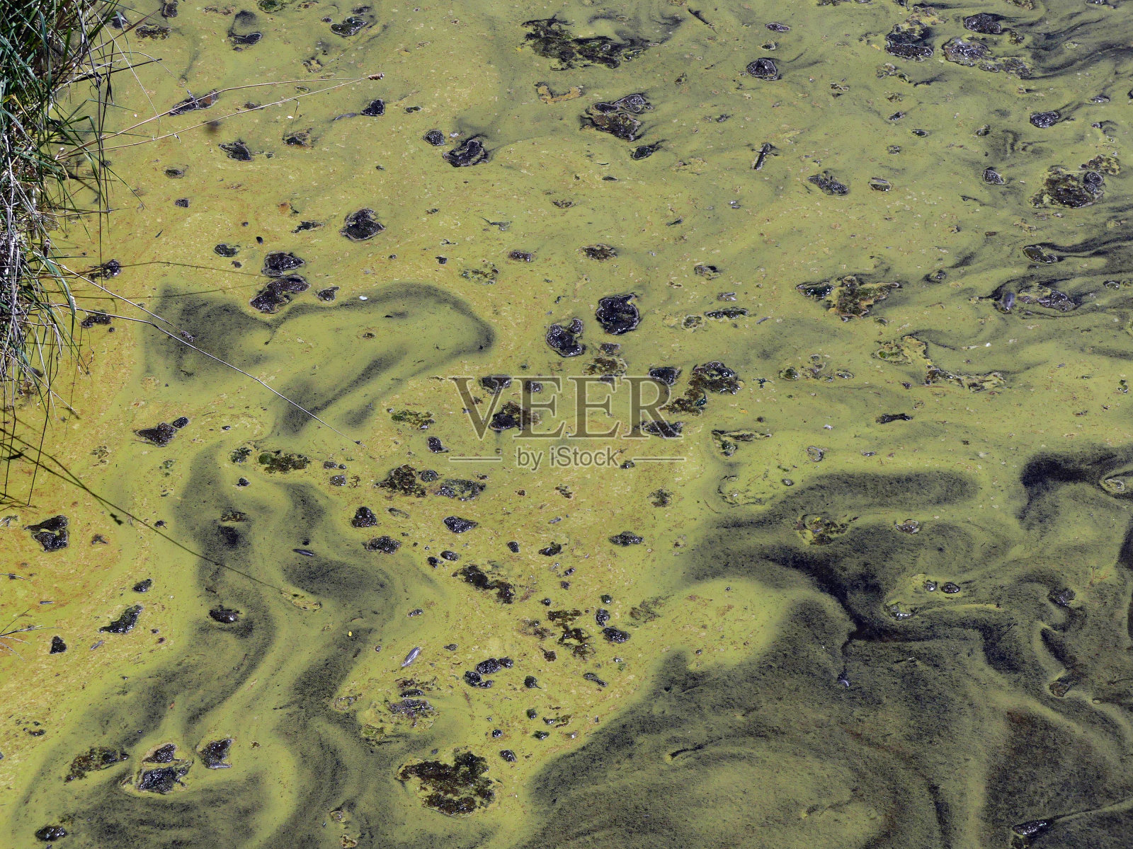 绿藻照片摄影图片