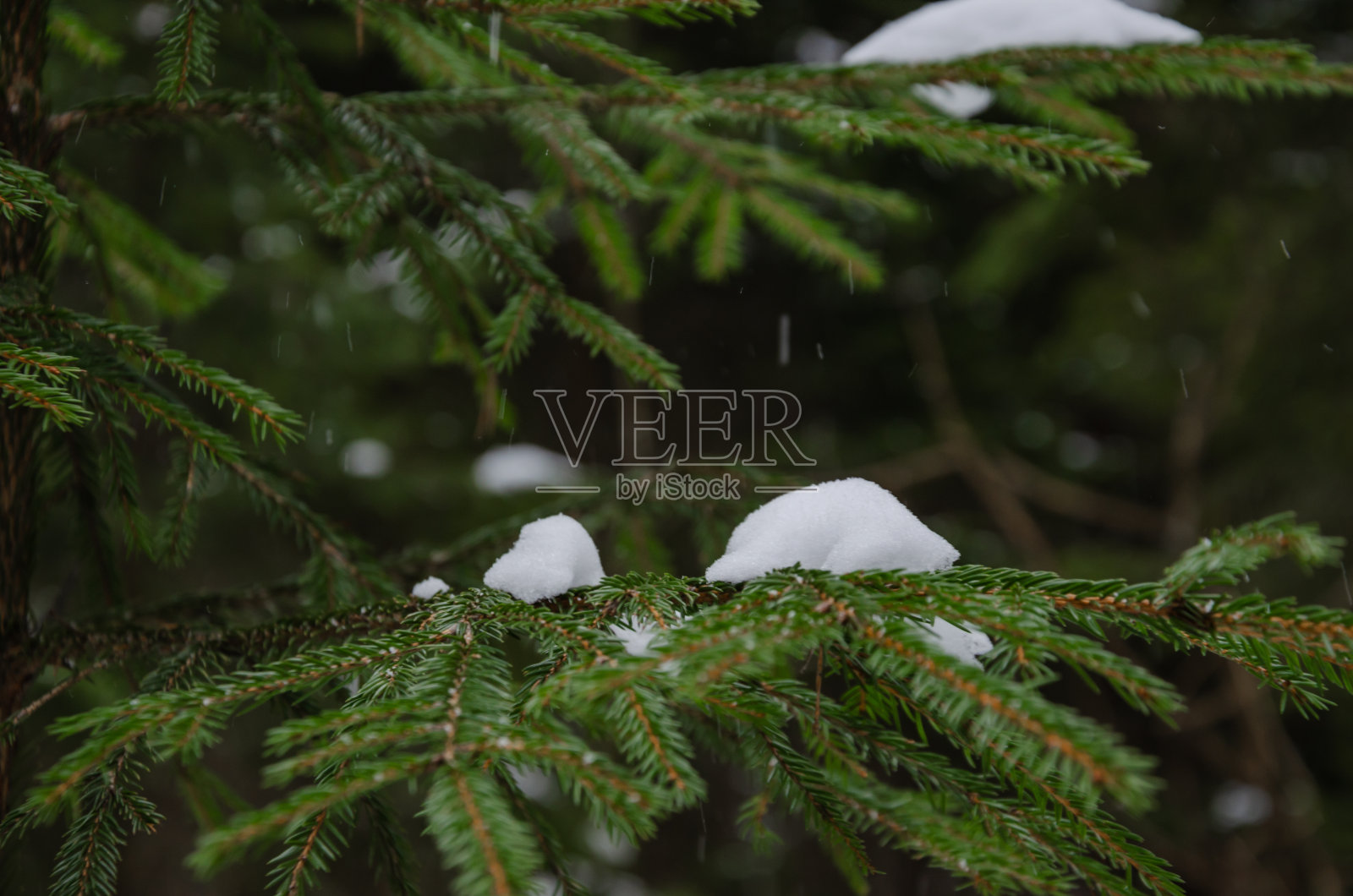 雪落在森林里的云杉树枝上照片摄影图片