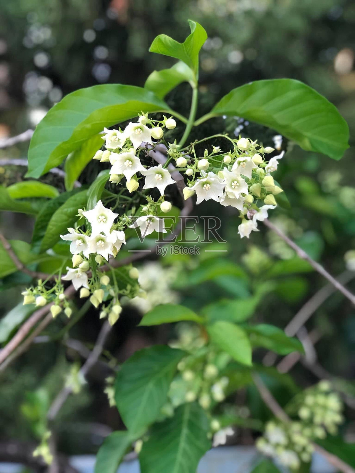 Chomnad花照片摄影图片