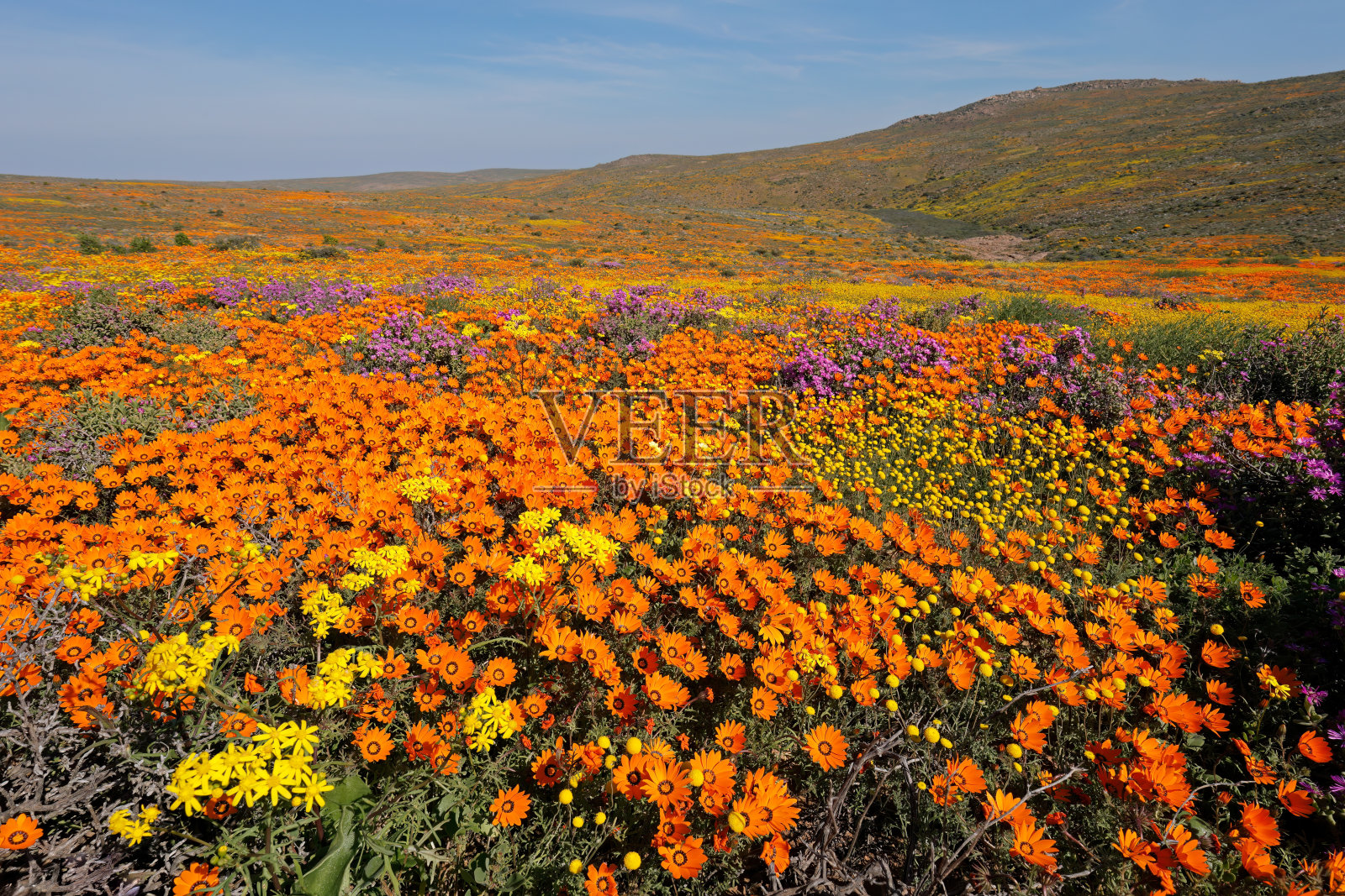 五颜六色的春天盛开的野花,纳马夸兰,北开普,南非照片摄影图片