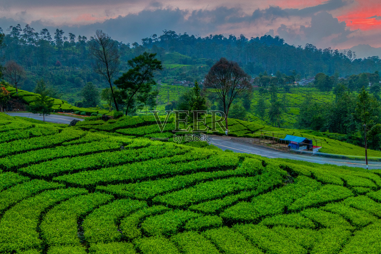一望无际的茶园美景。照片摄影图片