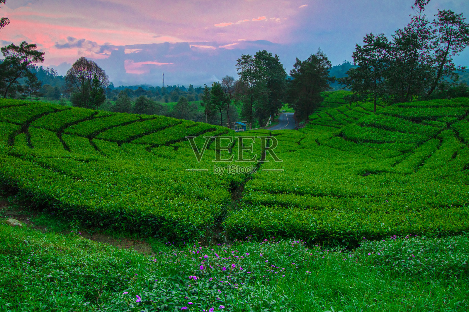 一望无际的茶园美景。照片摄影图片