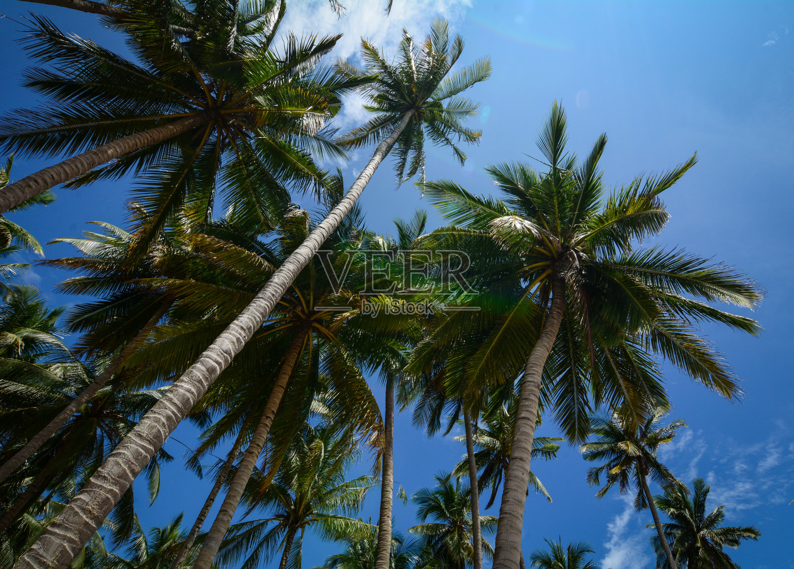 越南南部的椰林照片摄影图片