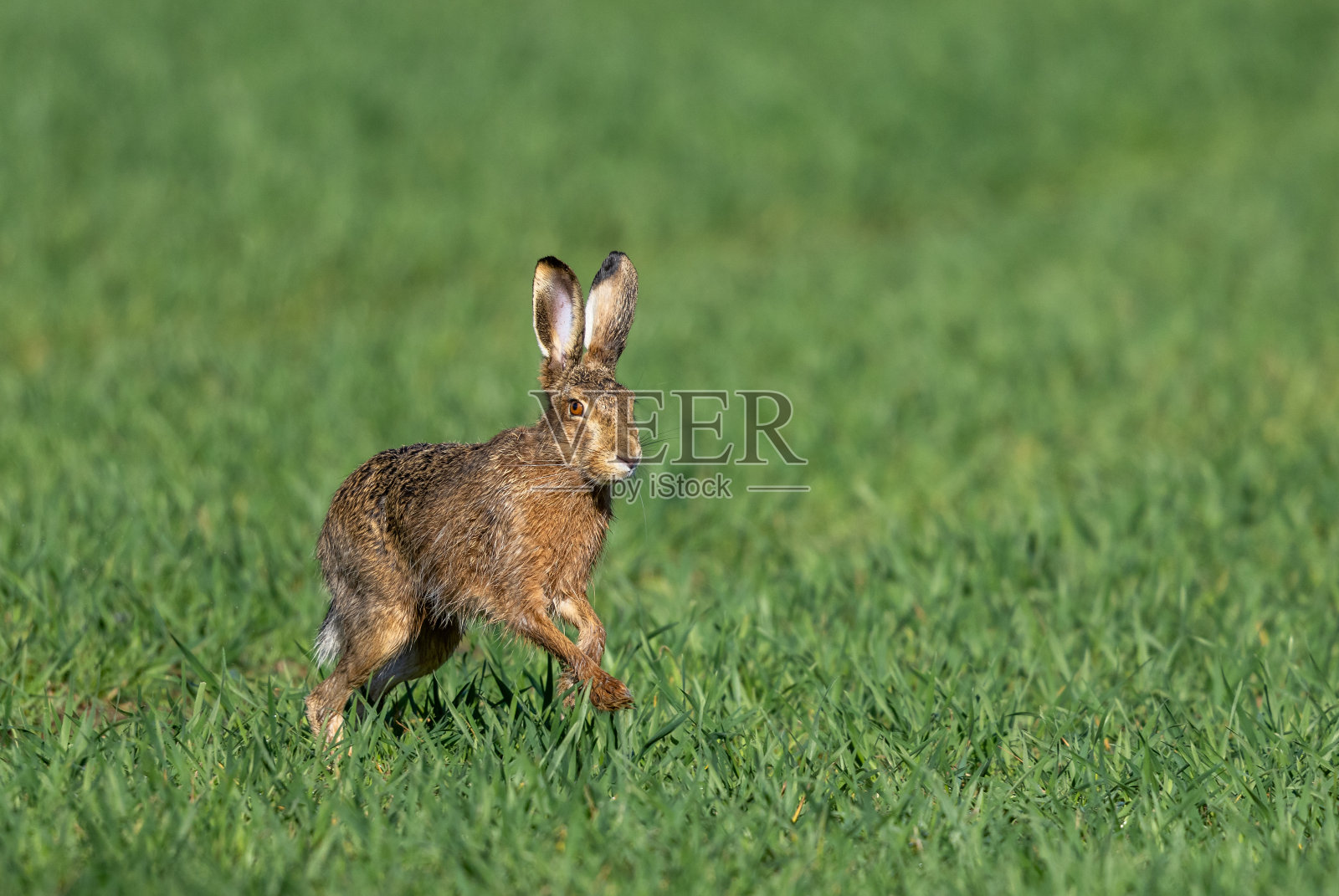 经营欧洲野兔照片摄影图片