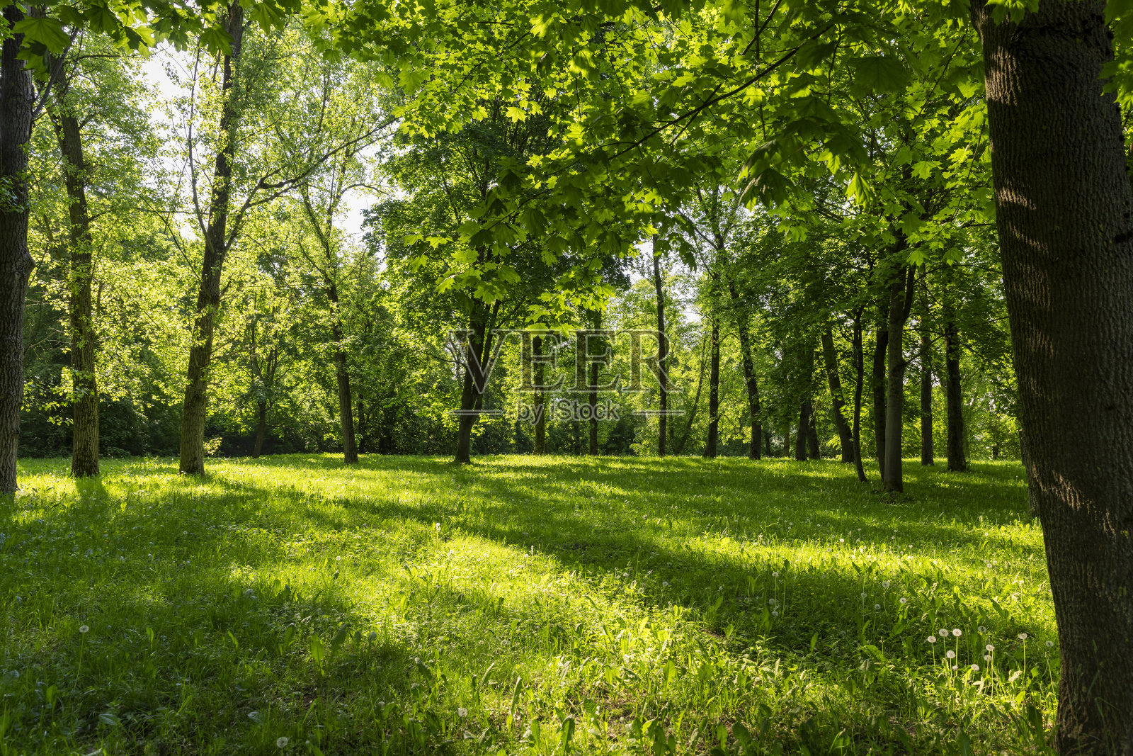 落叶乔木,春天绿叶,绿油油照片摄影图片