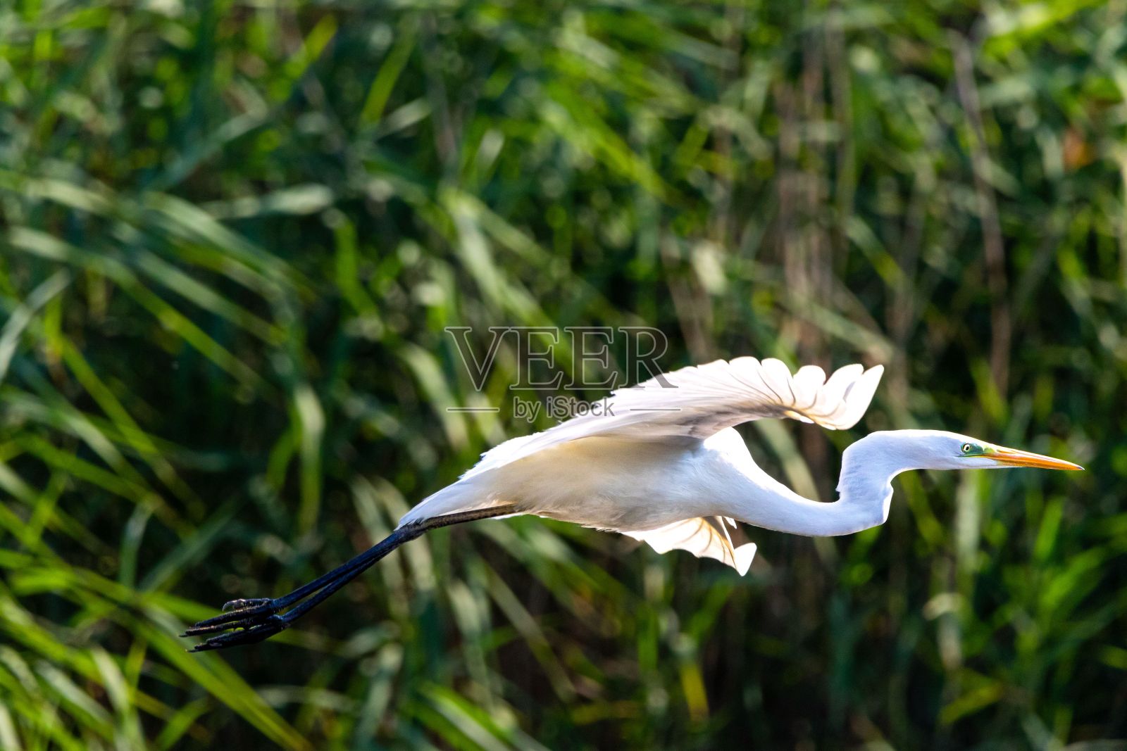 一只正在飞行的鸟,背景是植被,前面是几只鸟照片摄影图片