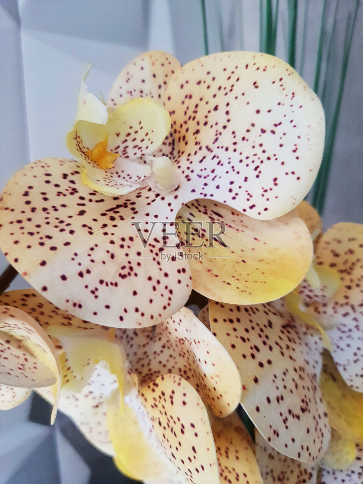 人造兰花的特写照片摄影图片