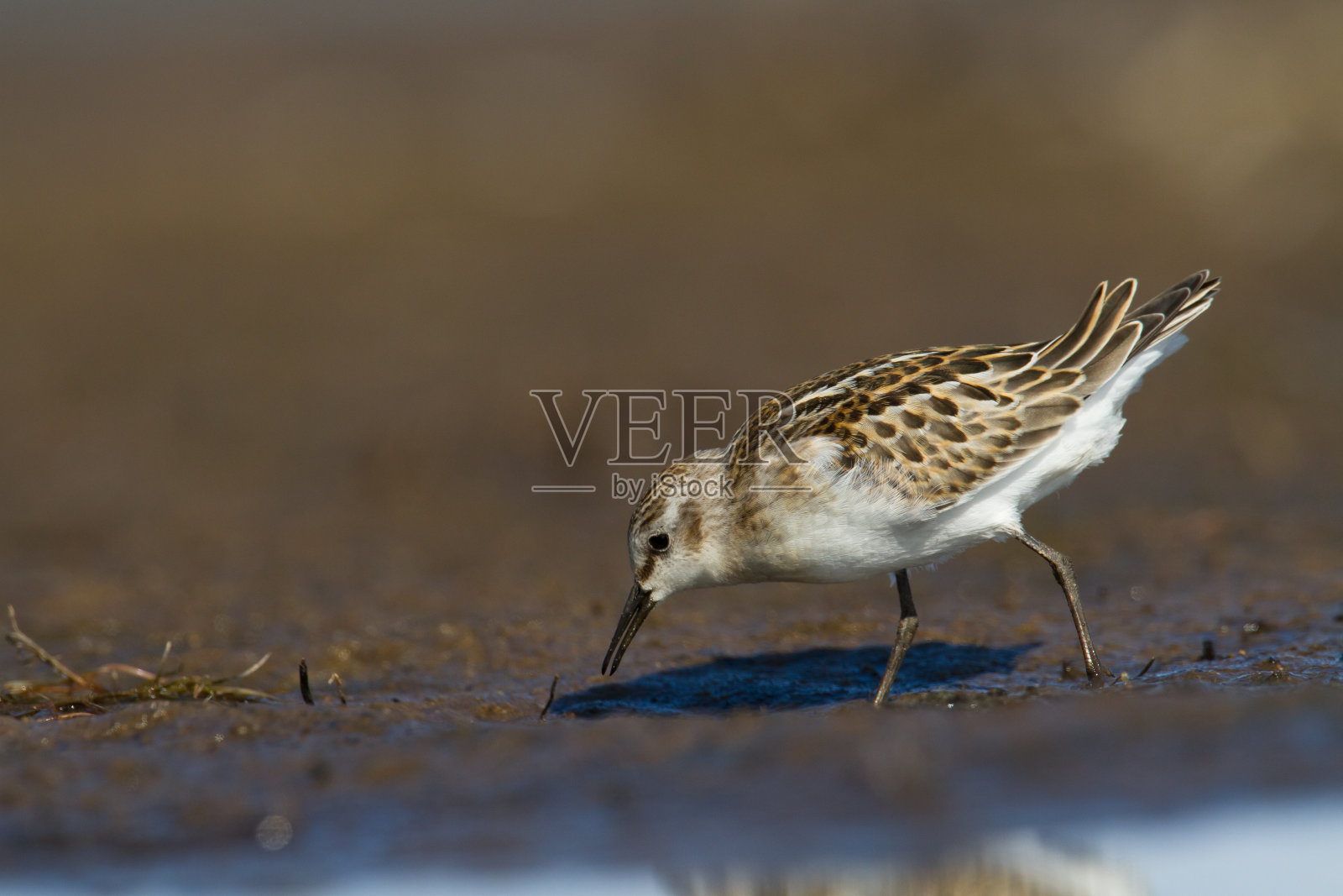 海滩上的小滨鸟,野生动物波兰欧洲,波罗的海候鸟照片摄影图片