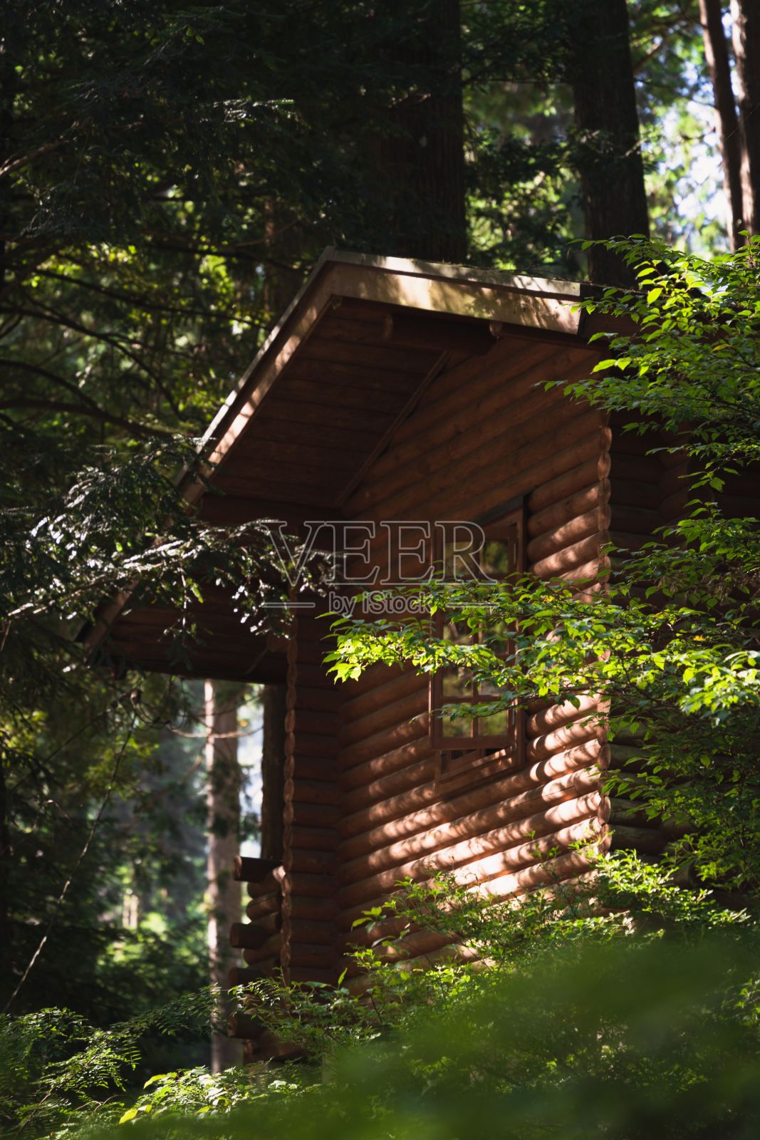 小木屋在一个郁郁葱葱和茂密的森林中间,被树木包围,日本奥多摩照片摄影图片