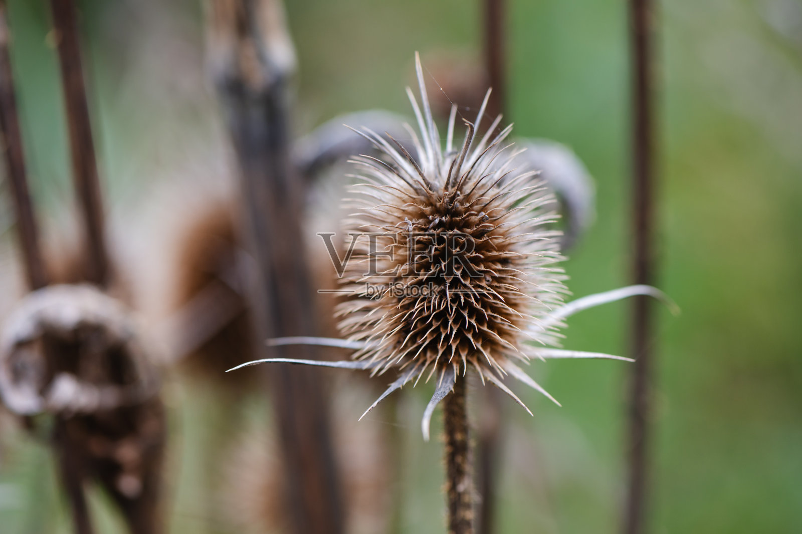 秋天的背景与干燥的植物在田野照片摄影图片