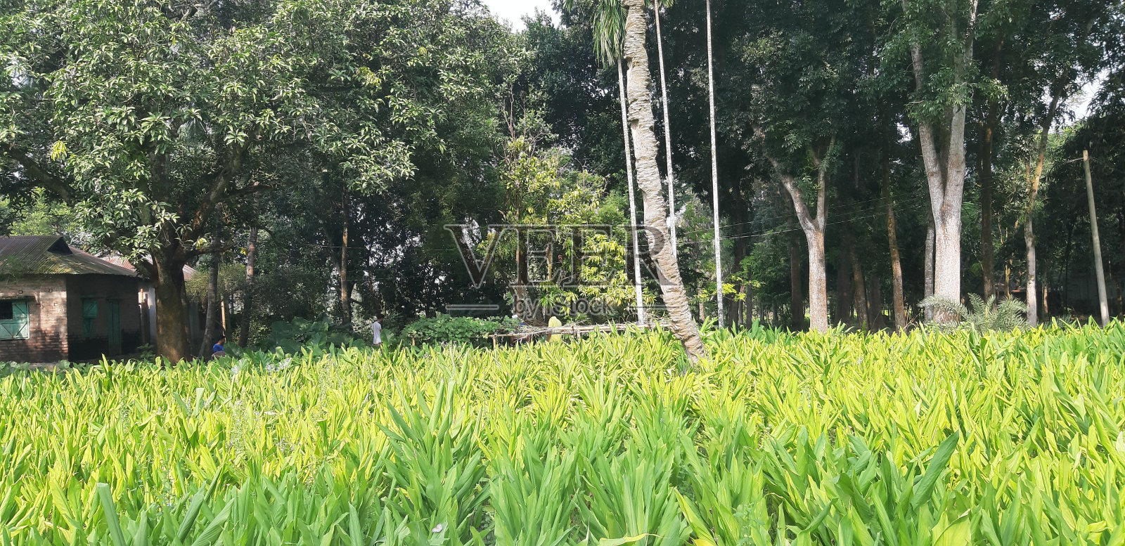 贝利普 · 莱夫照片摄影图片