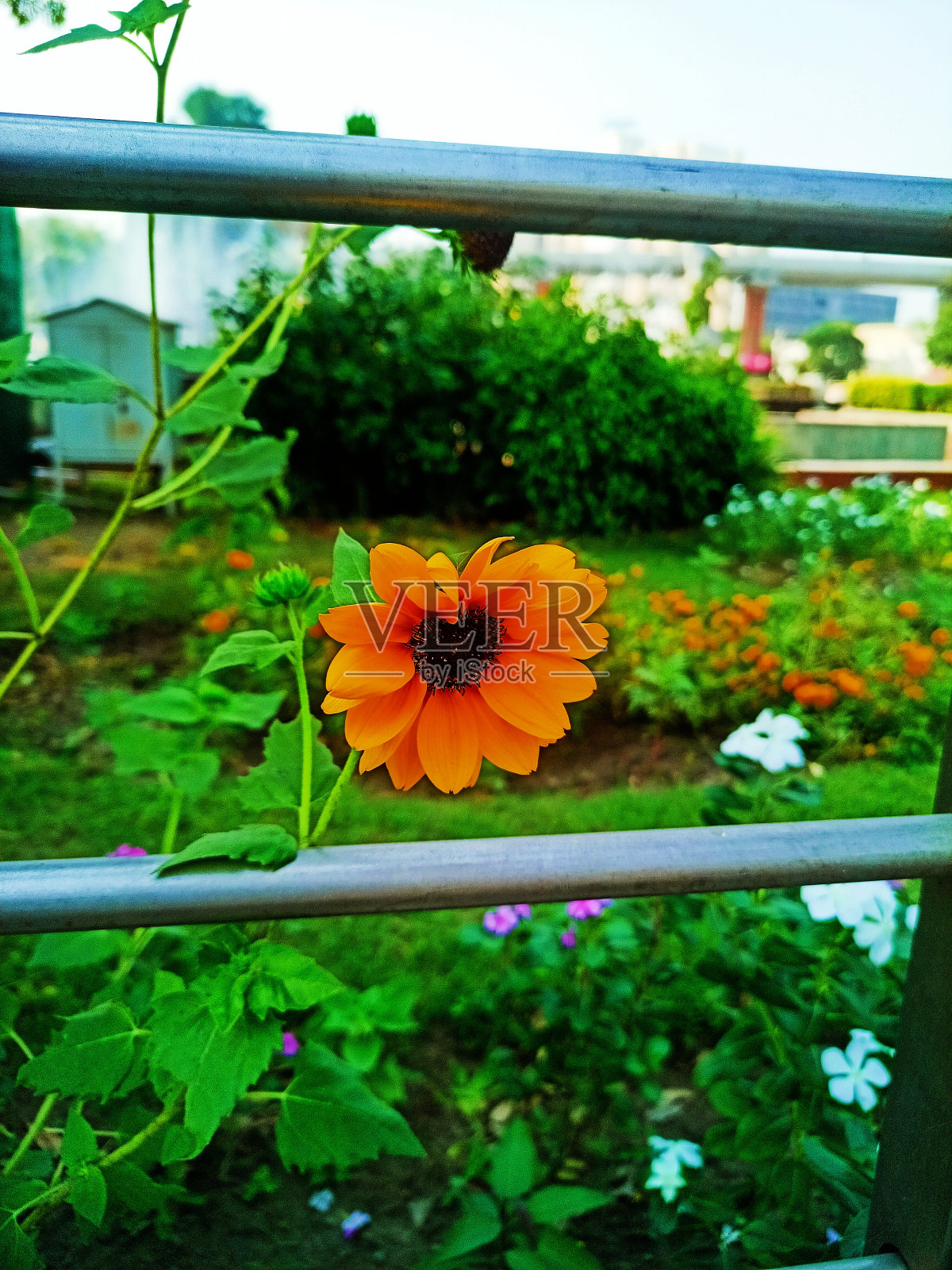 花园照片摄影图片