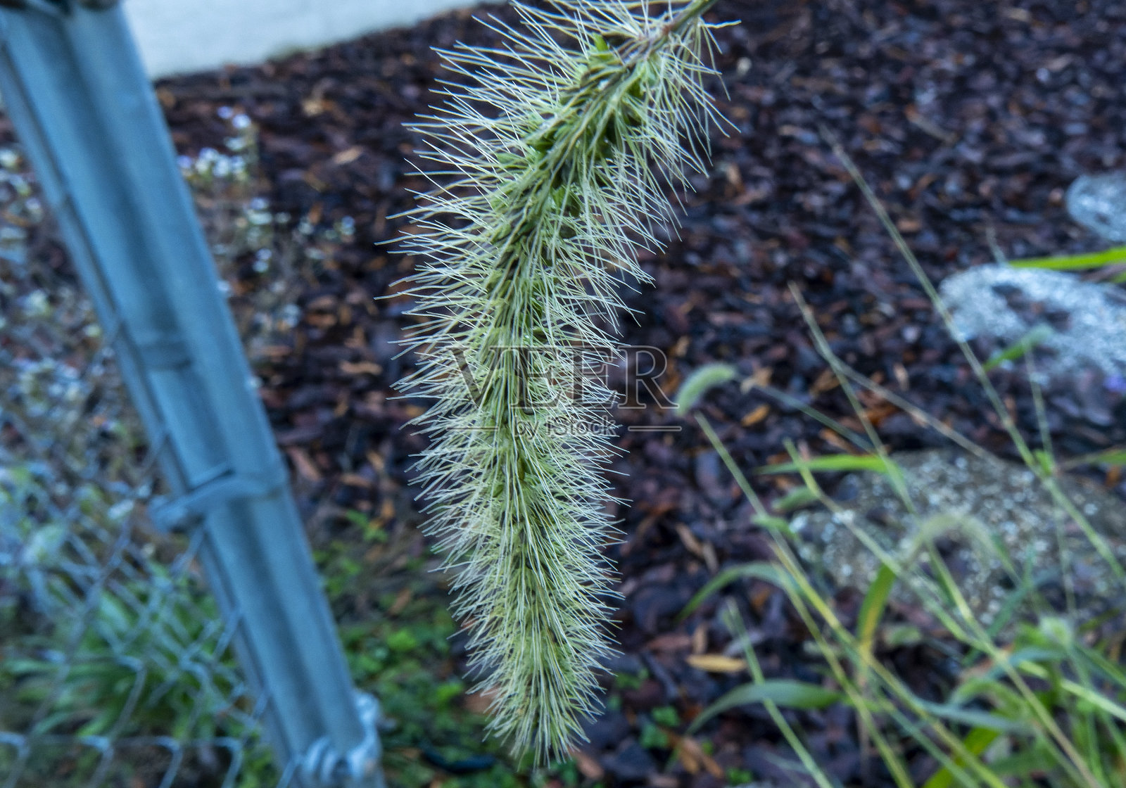花园里毛茸茸的观赏草照片摄影图片