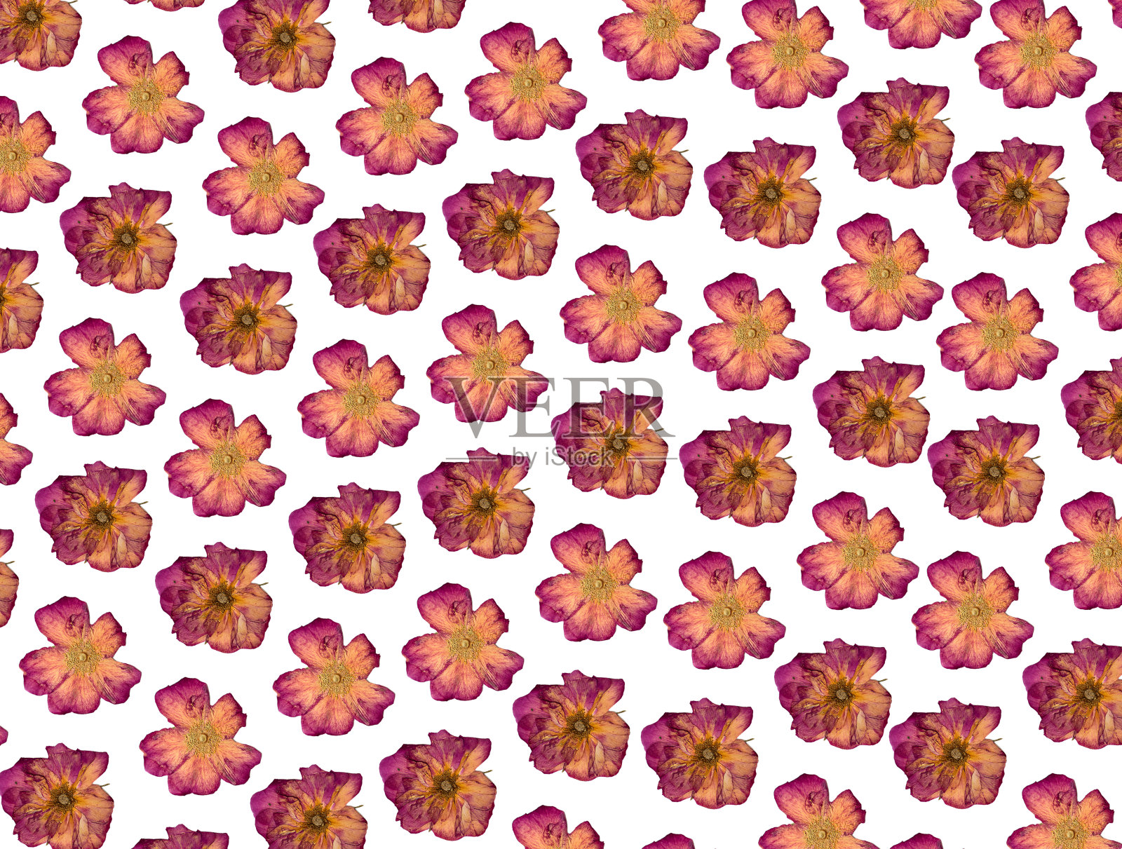 白色背景上的粉红色玫瑰花图案。花的背景。花的图案。照片摄影图片