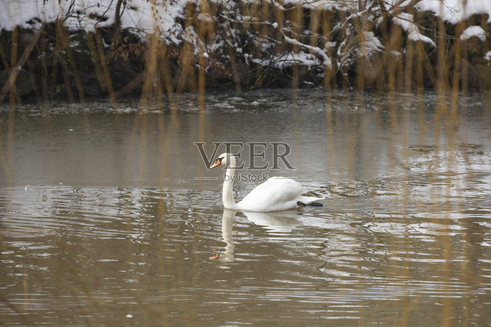 阿塔图尔克植物园湖中的白天鹅冬季摄影,Bahcekoy Sariyer,土耳其伊斯坦布尔(土耳其语)照片摄影图片