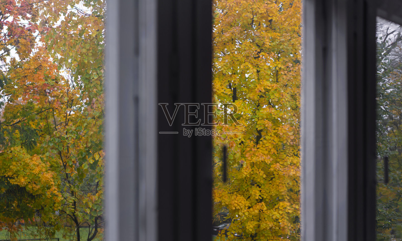 从带有旧木框的窗户向花园望去,花园里有黄色树叶的树木照片摄影图片