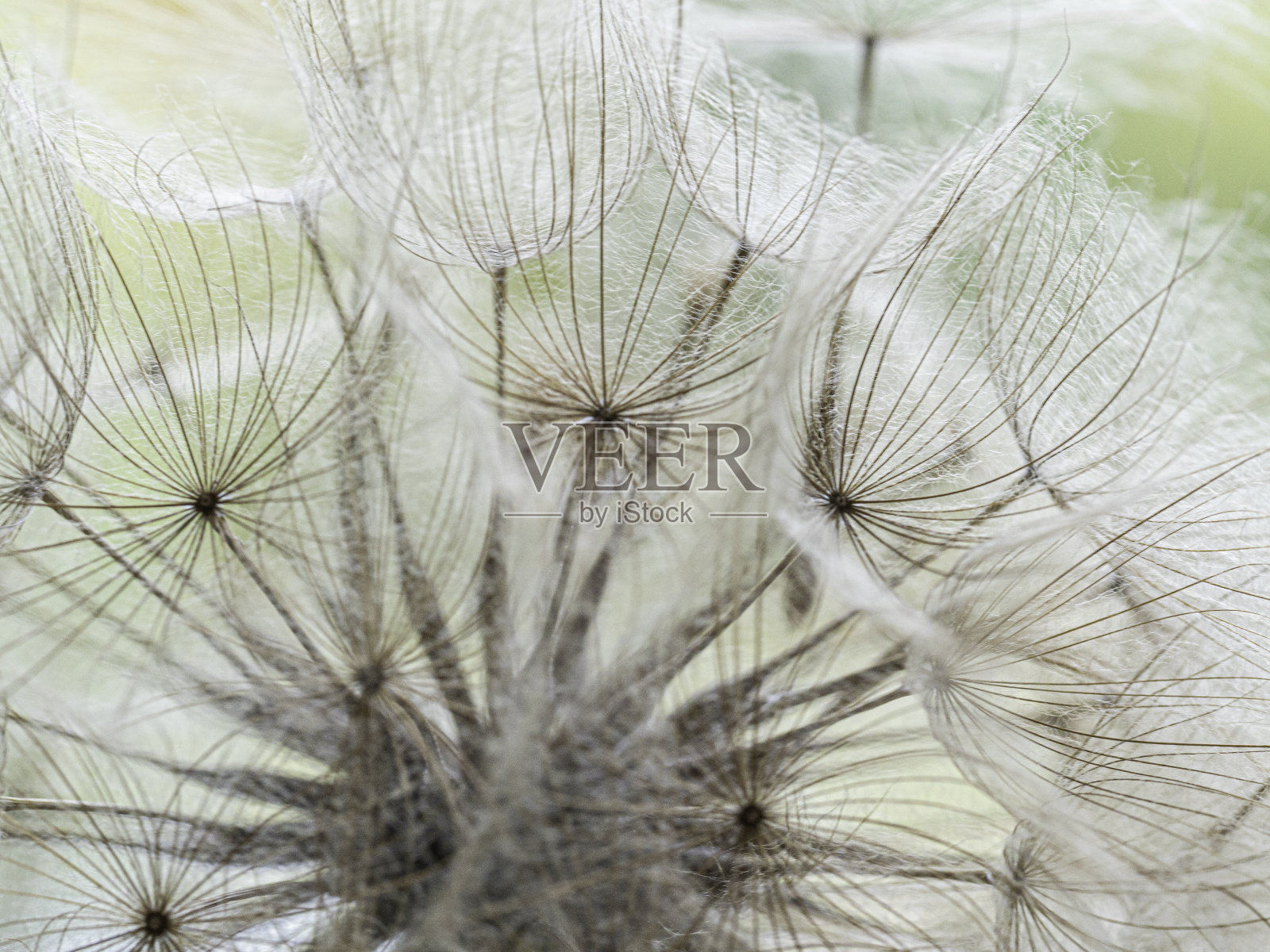 蓬松的蒲公英种子照片摄影图片