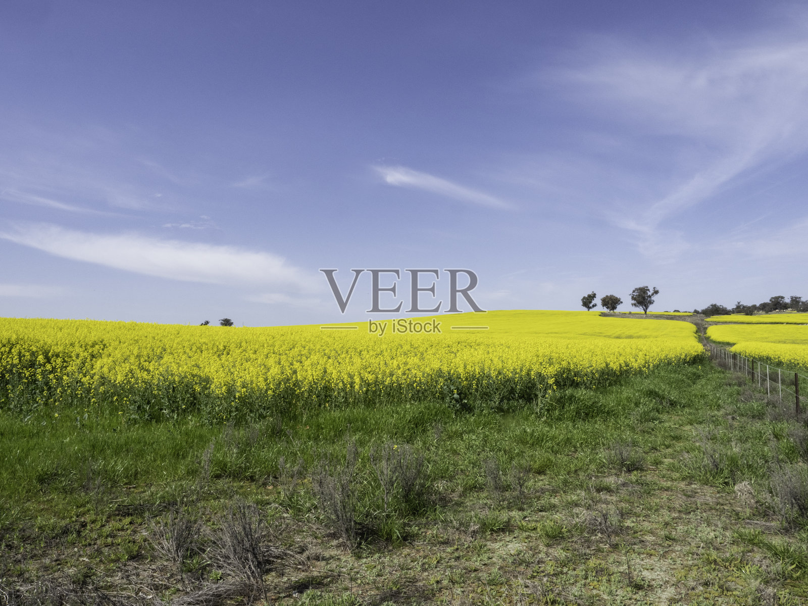 油菜田和栅栏线照片摄影图片