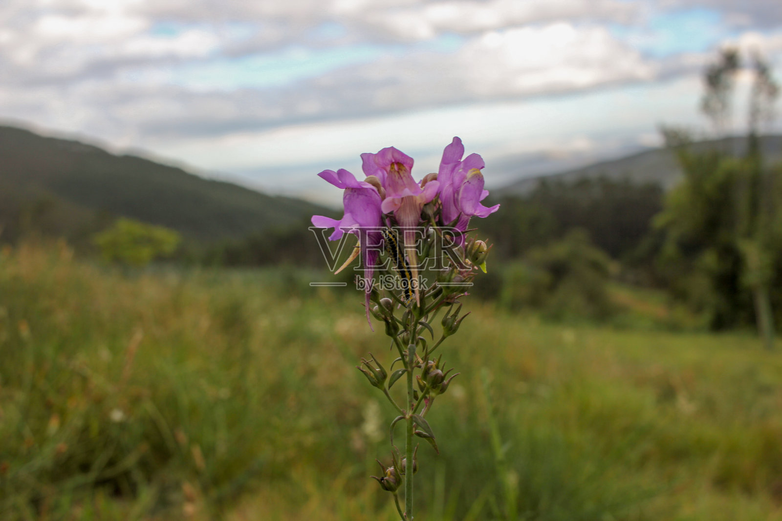 在山上发现的花照片摄影图片