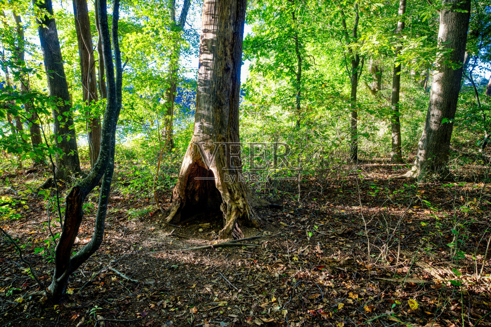 秋径树洞照片摄影图片