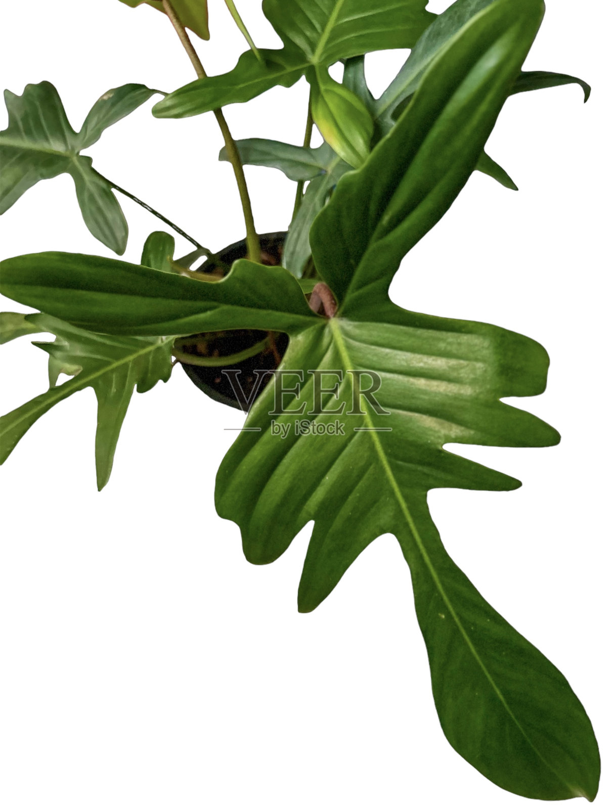 白色中的绿色照片摄影图片