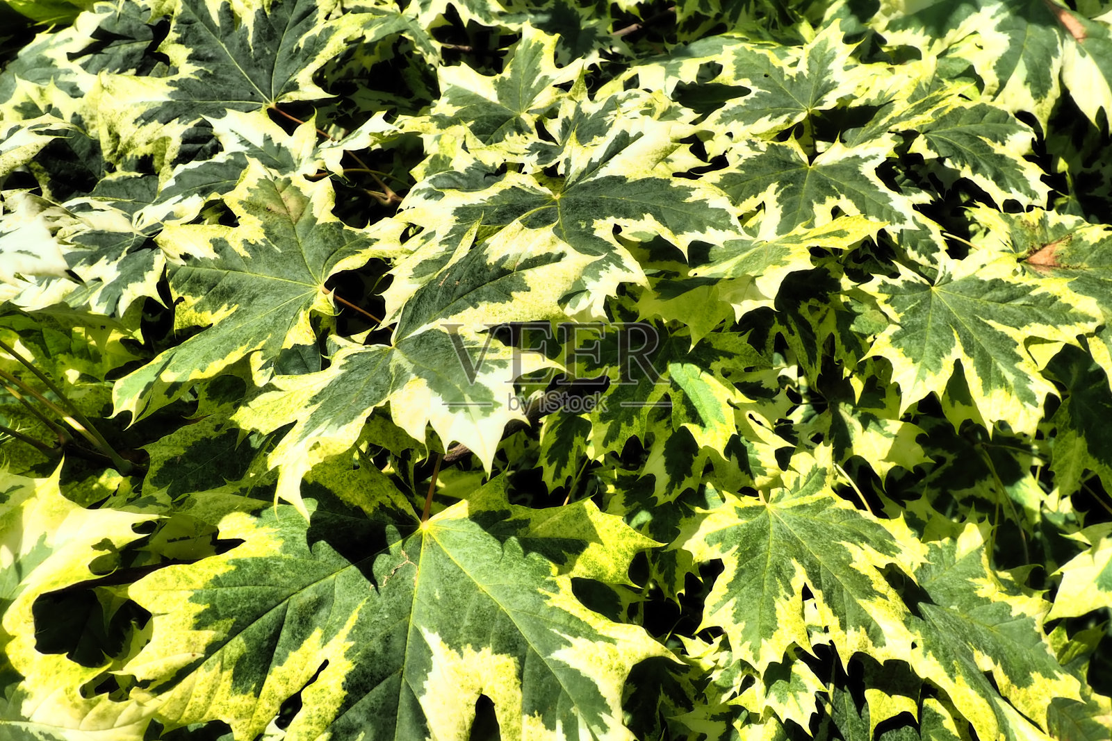 platanoides槭是一种木本植物,是槭树科槭槭属的一种(以前该属被归入枫科)。带白边叶子的Drummondi。卡累利阿共和国照片摄影图片