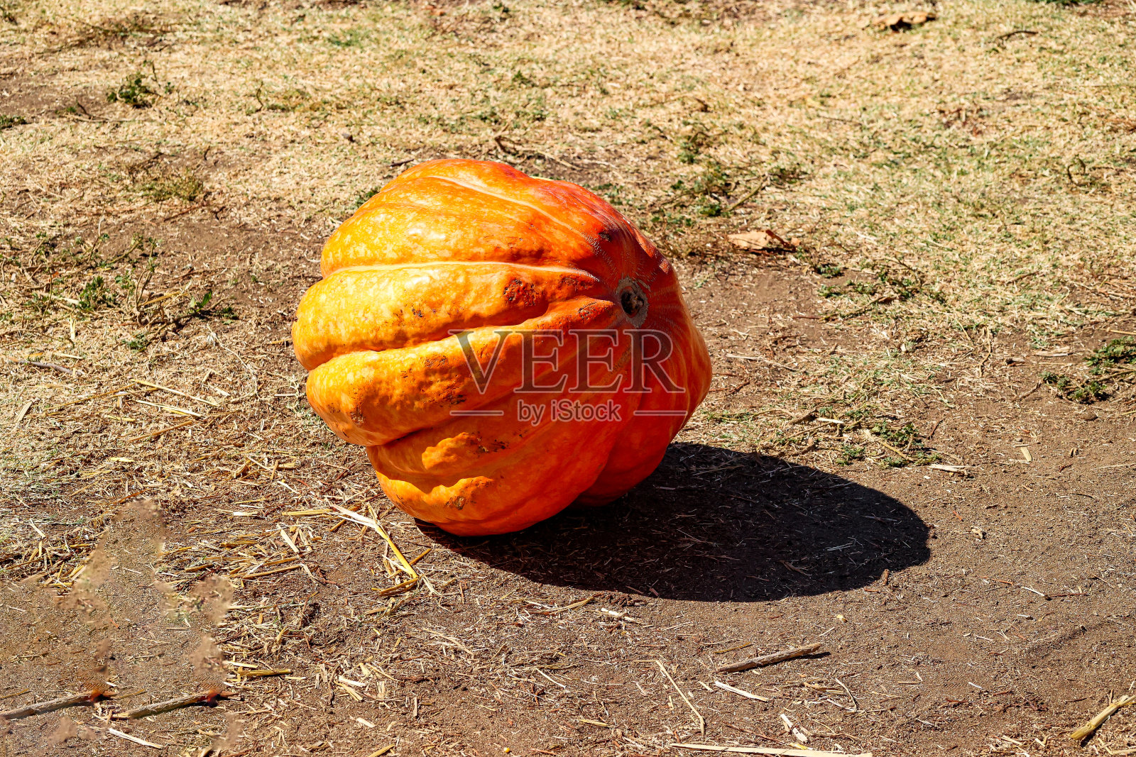 南瓜地里的大南瓜照片摄影图片