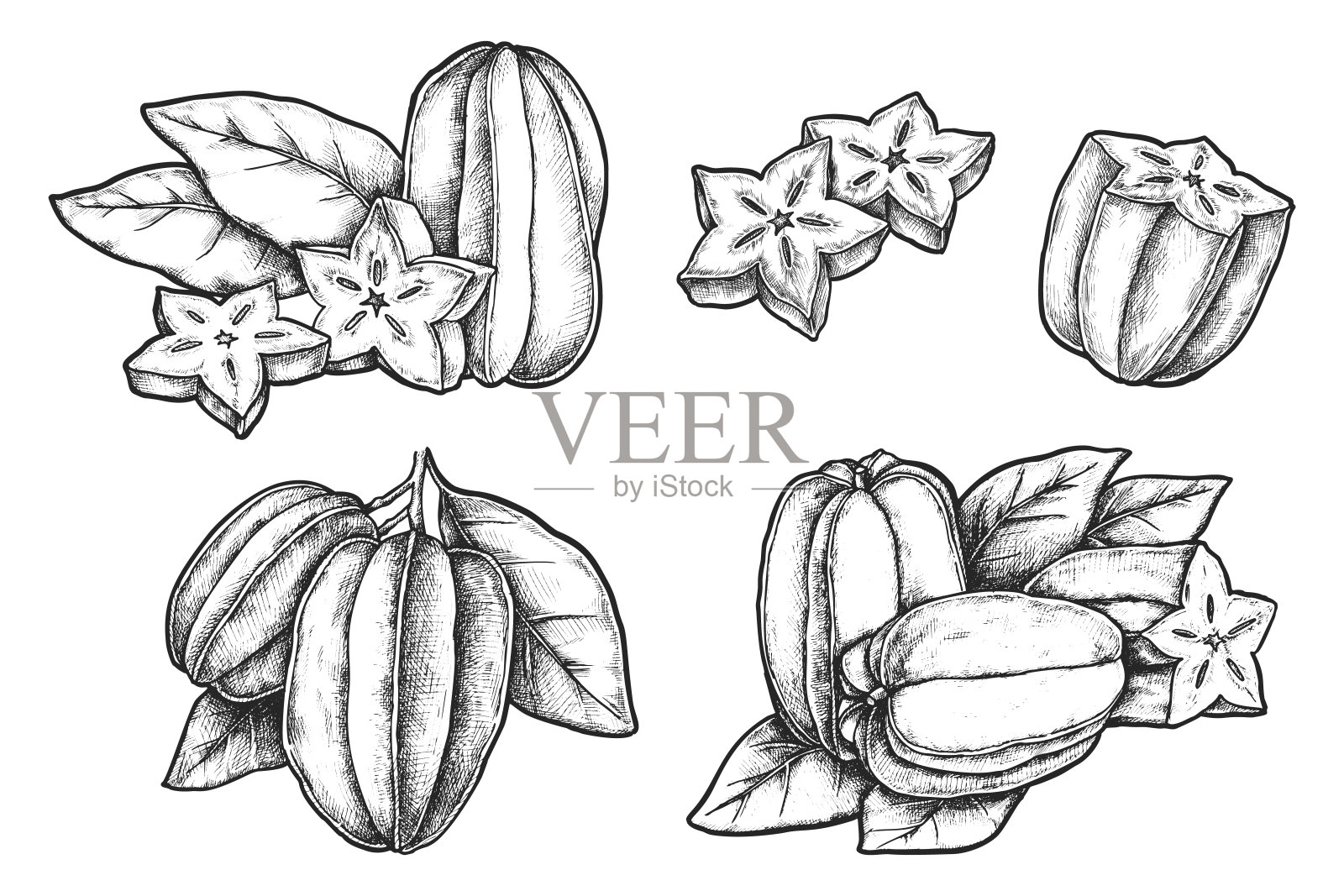一组孤立的现实杨桃。向量草图插画图片素材